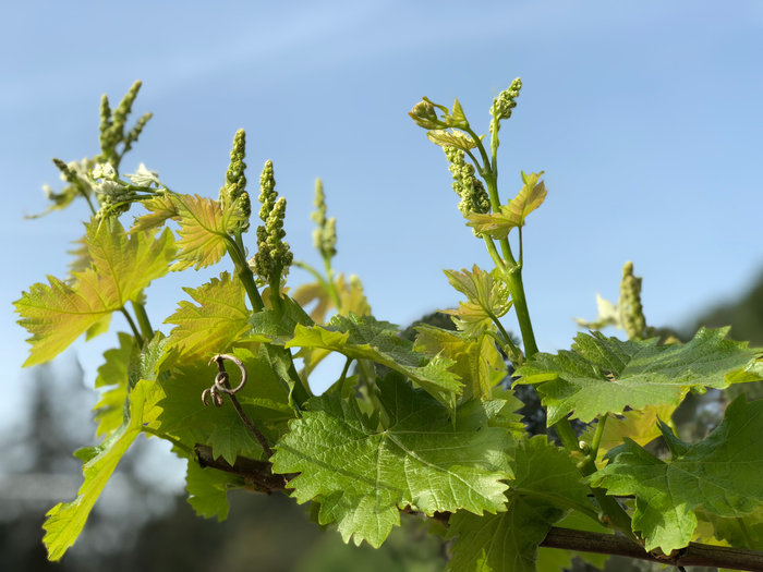 🌿 Difesa naturale, risultati concreti
Colture più sane, resistenti e produttive grazie ai biostimolanti. Scopri perché sempre più aziende li scelgono per affrontare stress e malattie in modo efficace.
👉 Leggi di più https://shorturl.at/NDOA5