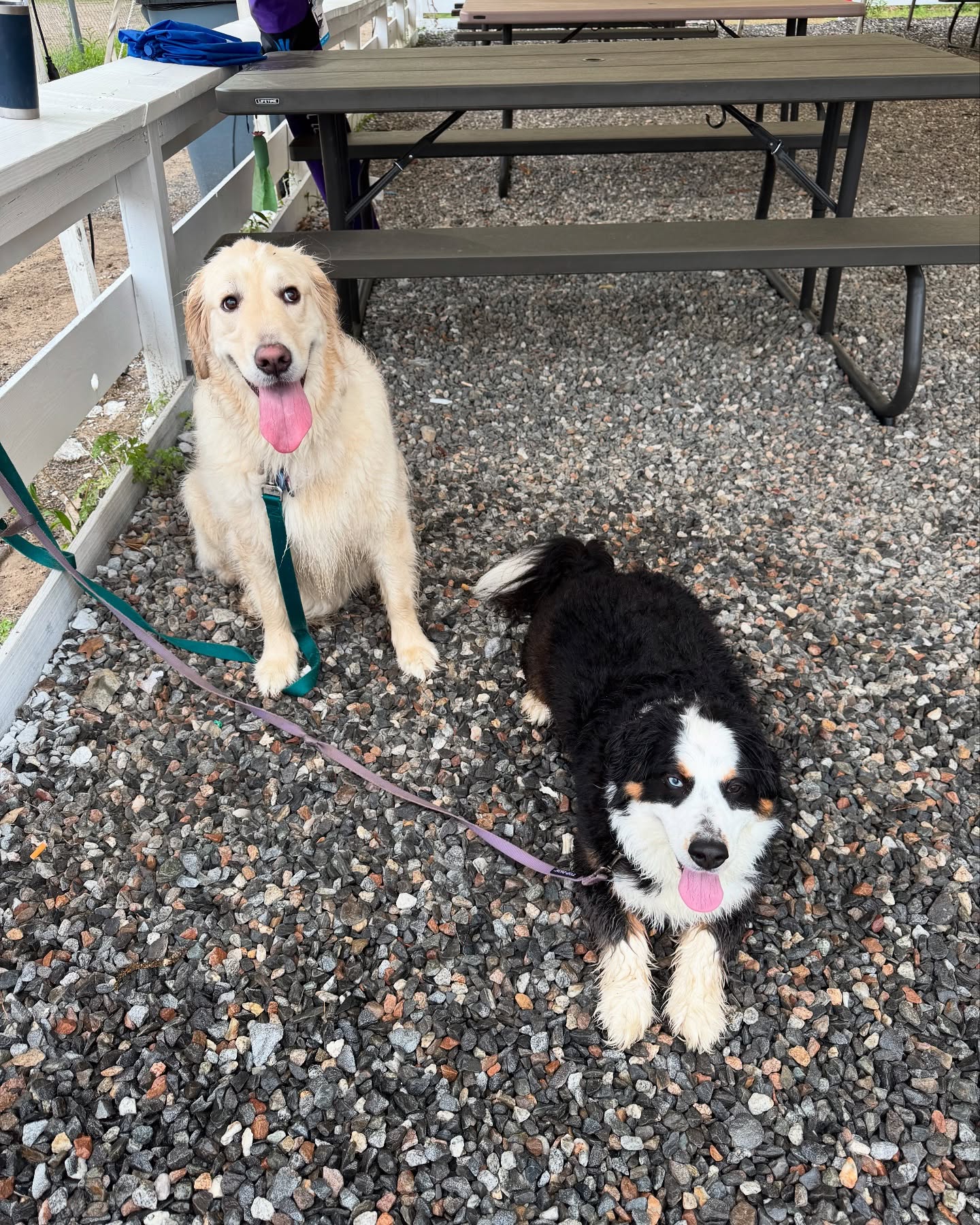 Bring the Dogs. Bring the fam. @ajs.sportsbar in Hudson has food and drinks and a covered patio to watch the games!!