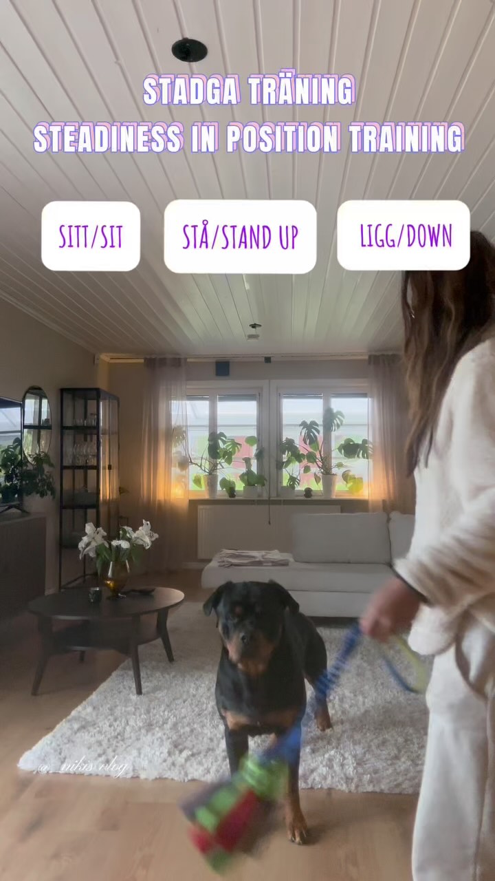 Week 1– #allink9 Challenge with @k9ace1 🌟
Yesterday we focused on steadiness and impulse control – two of the most essential building blocks in both everyday life and competitive obedience.
Holding a position, whether it’s sit, down, or stand – while I move around, step over, or even tease with a toy, takes more than just training. It requires self-control, confidence, and trust.
Steadiness isn’t about “just staying still”, it’s about choosing to stay, even when there’s movement and temptation around. It’s a skill that makes daily life easier and ring performances cleaner. Start small and increase the challenges.
Ecco nailed it yesterday, holding focus even when the toy danced around him. This is our version of balance: between drive and calm, excitement and stillness. Next step is making the environment more challenging.
One day at a time – we’re in it #allink9
#obediencetraining #dogsteadiness #impulsecontrol #rottweilerlife #dogchallenge #dogtrainingjourney #balancework #lottadogpt #dailytraining