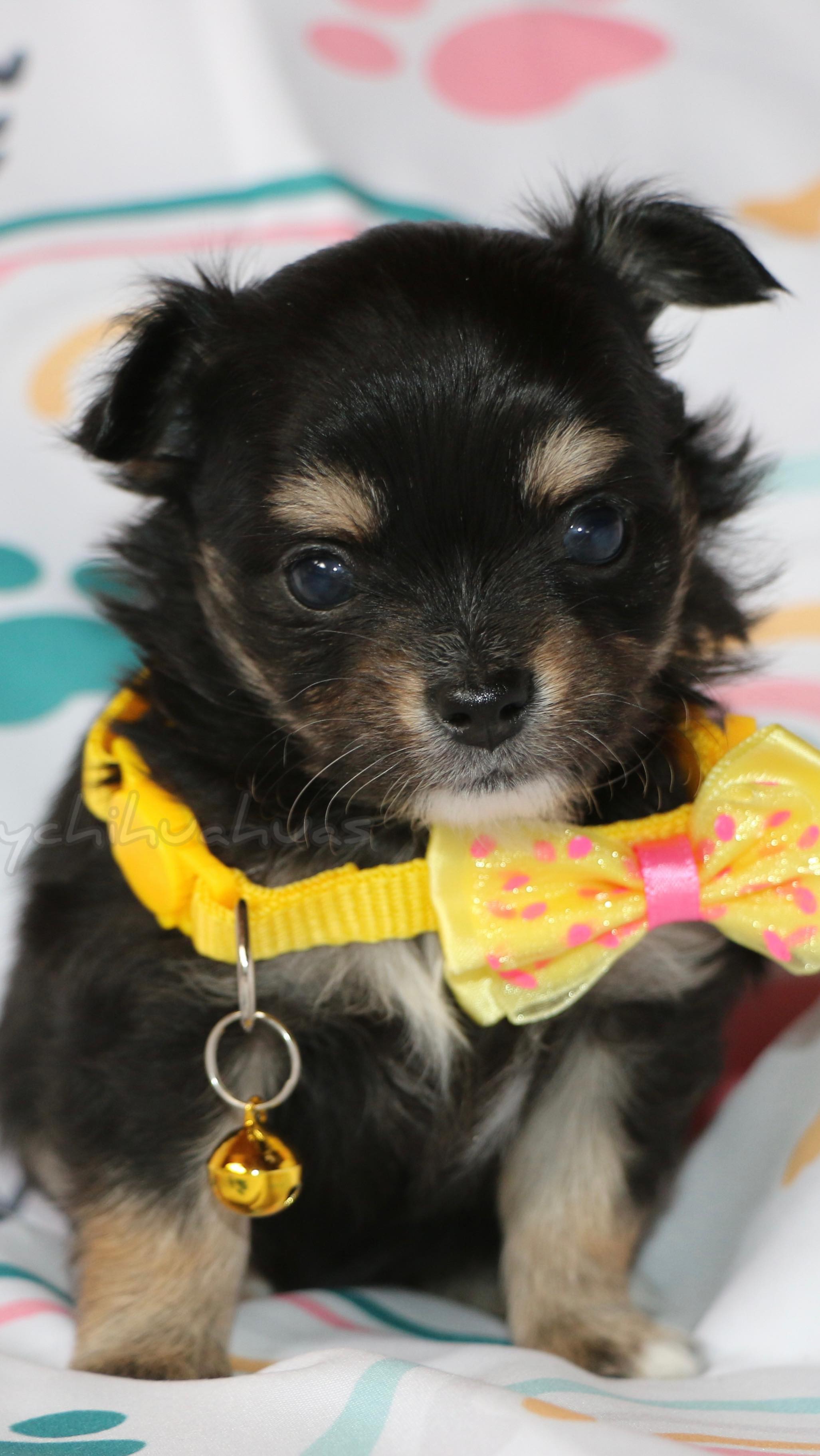 Baby 🩷 #fyp #chichi #cute #chihuahua #trending