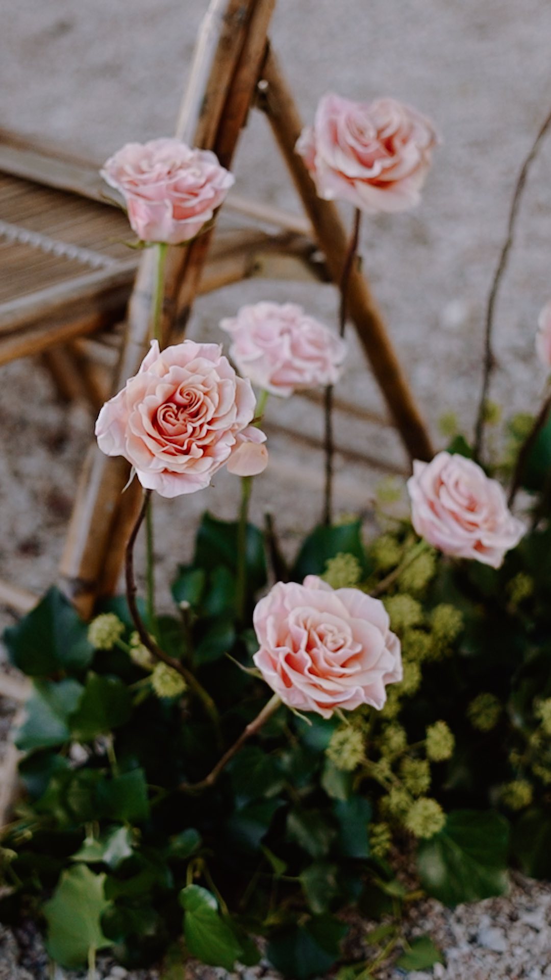 Living for the long, warm days and the flowers blooming 🌸🌹🌞
#destinationwedding #weddingvideo #videodecasamento #portugalwedding #weddingdetails #weddingflowers