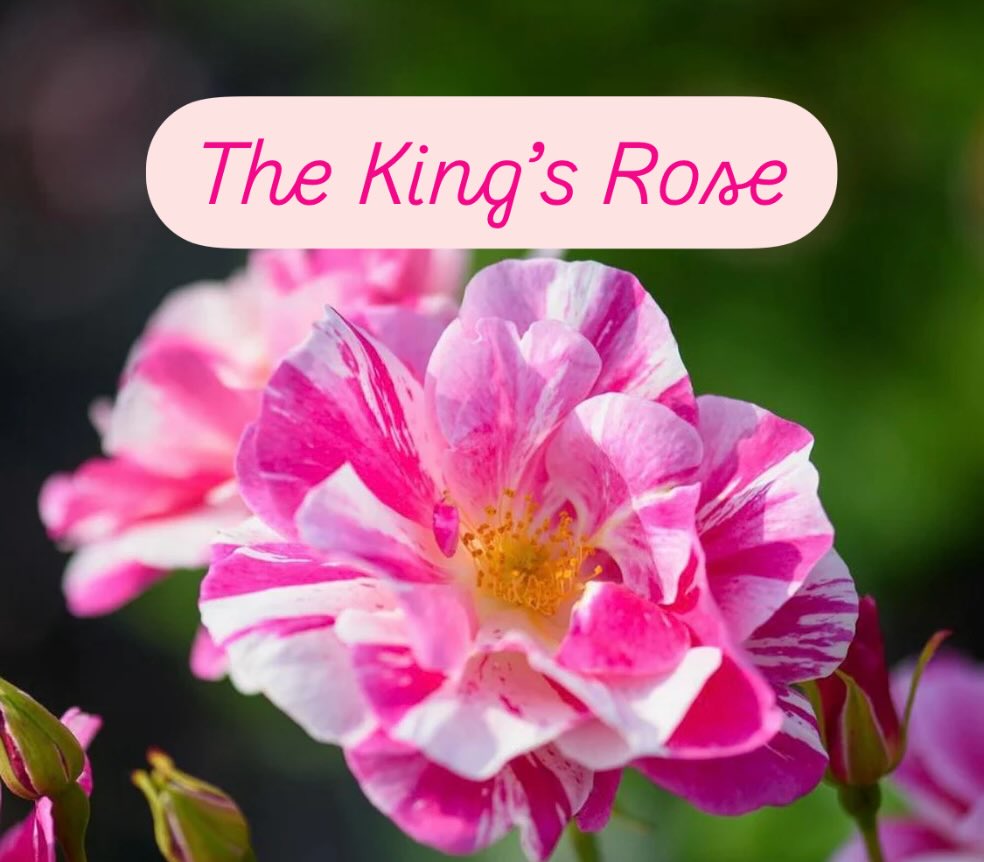 Released today David Austin’s new Rose The King’s Rose 🌹