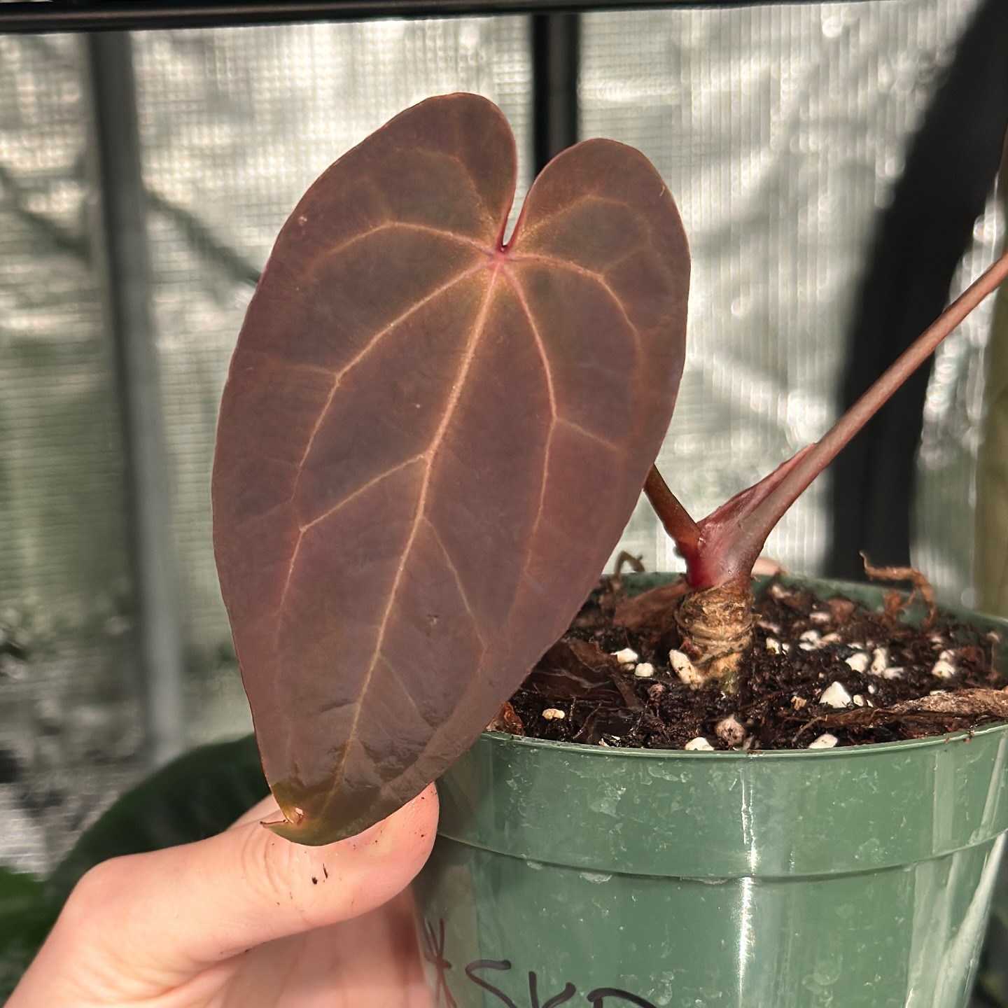 A. (AOS X Pap) X (Griege X RC)
This beauty caught me off guard in the tent today. Can’t wait to watch her mature!
@forest_frolickingjess
#anthurumhybrid #wordsoup #anthuriums #anthuriumpapillilaminumhybrid #aceofspades #darkfoliage #foliage_love #rareplantcollector #rareplant #tropicalplants #redvelvet #velvetcollection