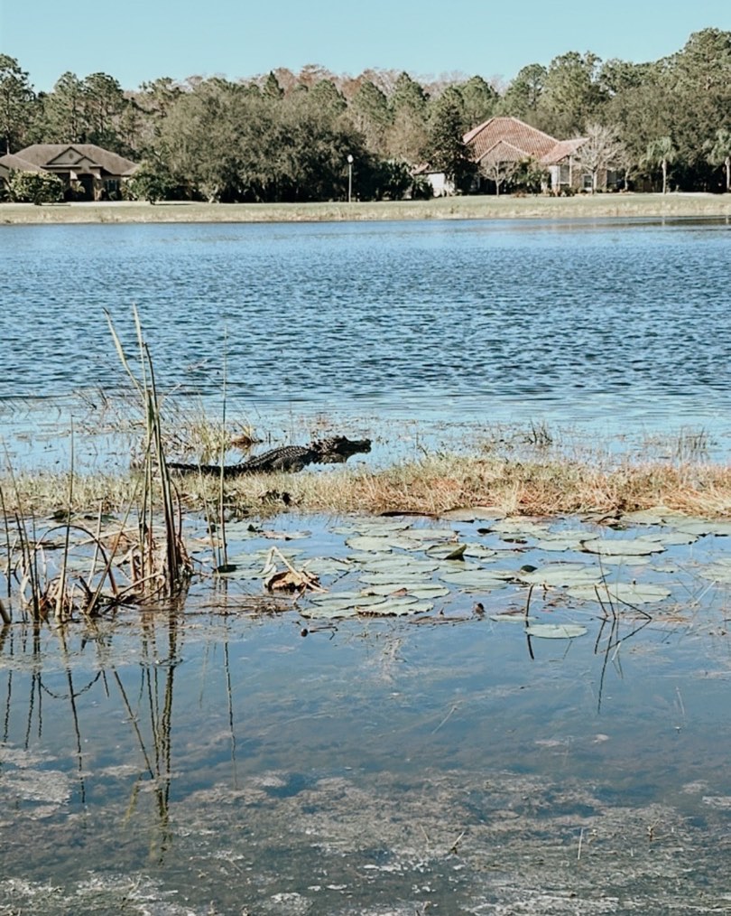 🍊🐊Florida
#lawncare#lawnmaintence#lawcarelife#orladofl#orlandoflorida
