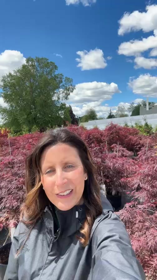 Is it time to create the landscape of your dreams?
Japanese maples might just be the perfect place to start!
These stunning trees are low maintenance, slow-growing, and burst with vibrant color in every season. Whether you're looking for a unique accent or a real focal point, they bring beauty and calm to any yard.
Here’s a fun fact for your weekend: Japanese maples can live for over 100 years in the right conditions. In Japan, they’re even known as “autumn welcoming trees.”
Thanks for learning with me—Shayna—and supporting our small, family-run landscaping business. We love helping you turn your outdoor spaces into something truly special.
Stop on in if you have questions or want to chat about ideas for your yard!
#LearnWithShayna #LandscapingIdeas #JapaneseMapleLove #GardenInspo #FamilyBusiness #SupportLocal #BackyardDesign #OutdoorLiving #TreeLovers #DreamYard
#LandscapeDesign #BackyardInspo #SmallBusinessLove #LowMaintenanceLandscaping #ColorfulGarden #FallFoliage #TreeLovers #GardenGoals #LandscapingIdeas #NatureInYourBackyard