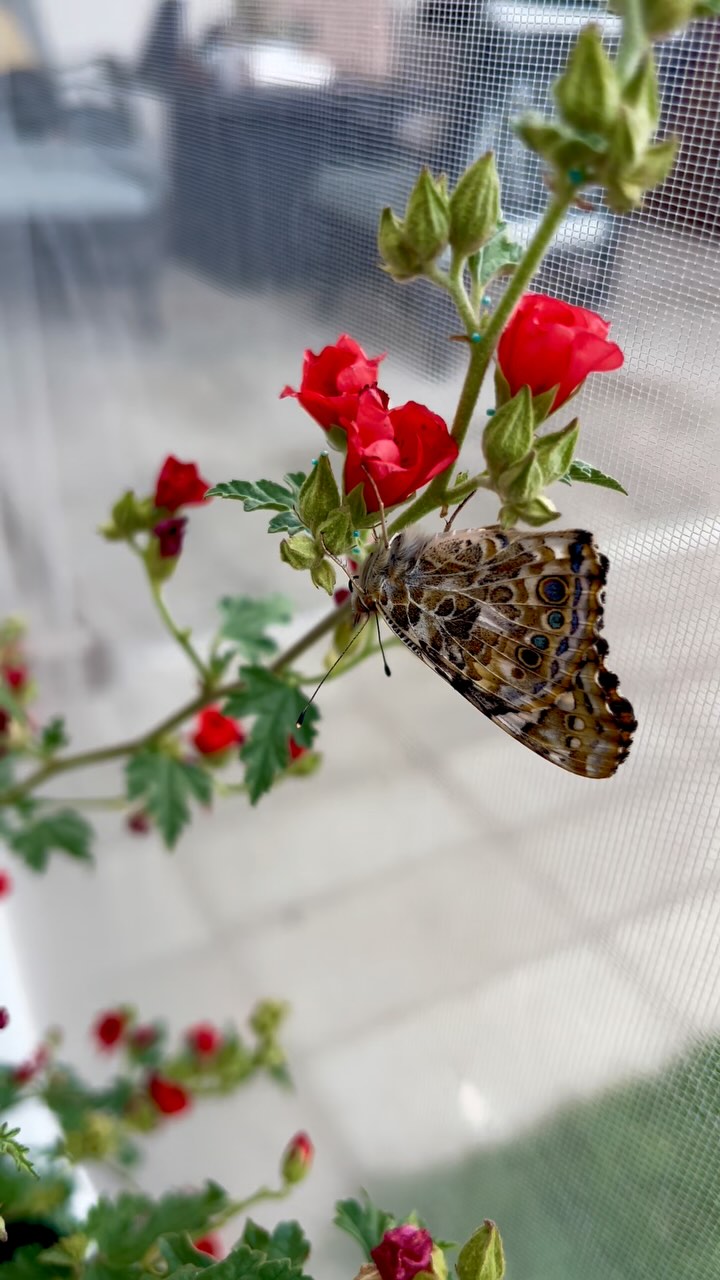 Fun Fact: Painted Lady butterflies can travel over 1000 miles during migrationâeven though theyâre tiny! These little adventurers flap their wings up to 20 times per second and can reach speeds of 30 mph. Talk about serious butterfly power!
#butterflysanctuary #pollinatorgarden #butterflykits #naturelovers #Blackborg #ButterflyFacts #PaintedLadyButterfly #PollinatorPower