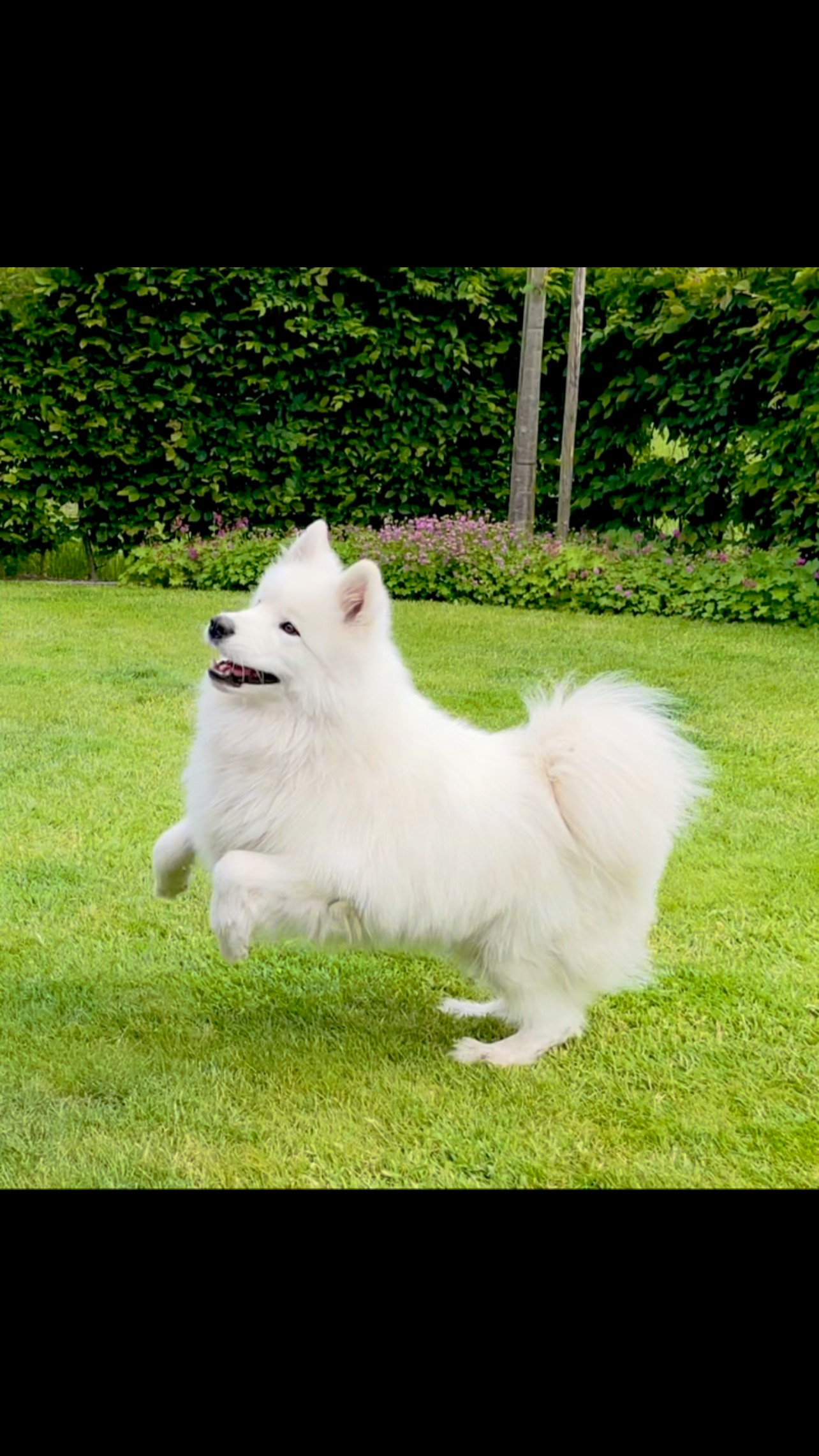 Hop, hop, it‘s a funny day!
#samoyed #dogsofinstagram #doglover #doglife🐾 #samoyedlover #samoyedofinstagram