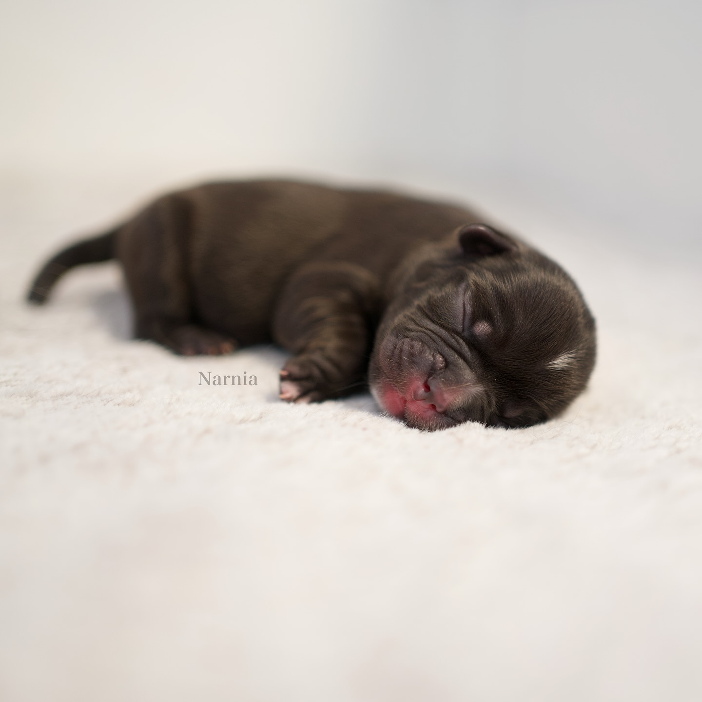 1/7 – Narnia ✨
Die Erste. Geboren um 04:45 Uhr, 234g leicht.
Ich habe geschlafen, Laila lag ruhig bei meinen Beinen und plötzlich spür ich etwas Nasses. 😂
Mach die Augen auf… und da lag sie. 🥹
Ich wollte sie erst Nevada nennen, nicht nur weil sie auch braun ist, sondern: Sie kam an genau dem Ort zur Welt, wo Nevada sonst jede Nacht liegt - bei meinen Beinen. 🥹
Aber irgendwas in mir wusste: Dieses mächtige und zugleich zauberhafte Wesen braucht einen eigenen ganz besonderen Namen.
Narnia. ✨
Der Name steht für eine magische Welt und genau so ist sie: ruhig, tief und voller Zauber. Sie liegt gern auf dem Rücken, total entspannt, wirkt tollpatschig und dennoch selbstbewusst. Irgendwie erinnert sie mich voll an meine Seelenhündin Nevada. 🤎
Mit ihrem weissen Punkt auf dem Kopf hat sie einen besonderen Funken gesetzt und damit den Weg für alle zauberhaften N-chen geebnet. 🥹❤️
#AlphaBully #sportlichebulldogge #französischebulldoggen #bulldoggswithnoses #bullymitnase #healthyfrenchie #frenchiesofinstagram #sportlichefrenchies #nasenbär #retrofrenchie #französischebulldogge #französischebulldoggedeutschland #französischebulldoggeschweiz #bullysmitnase #frenchiebreeder #bulldoggezüchter