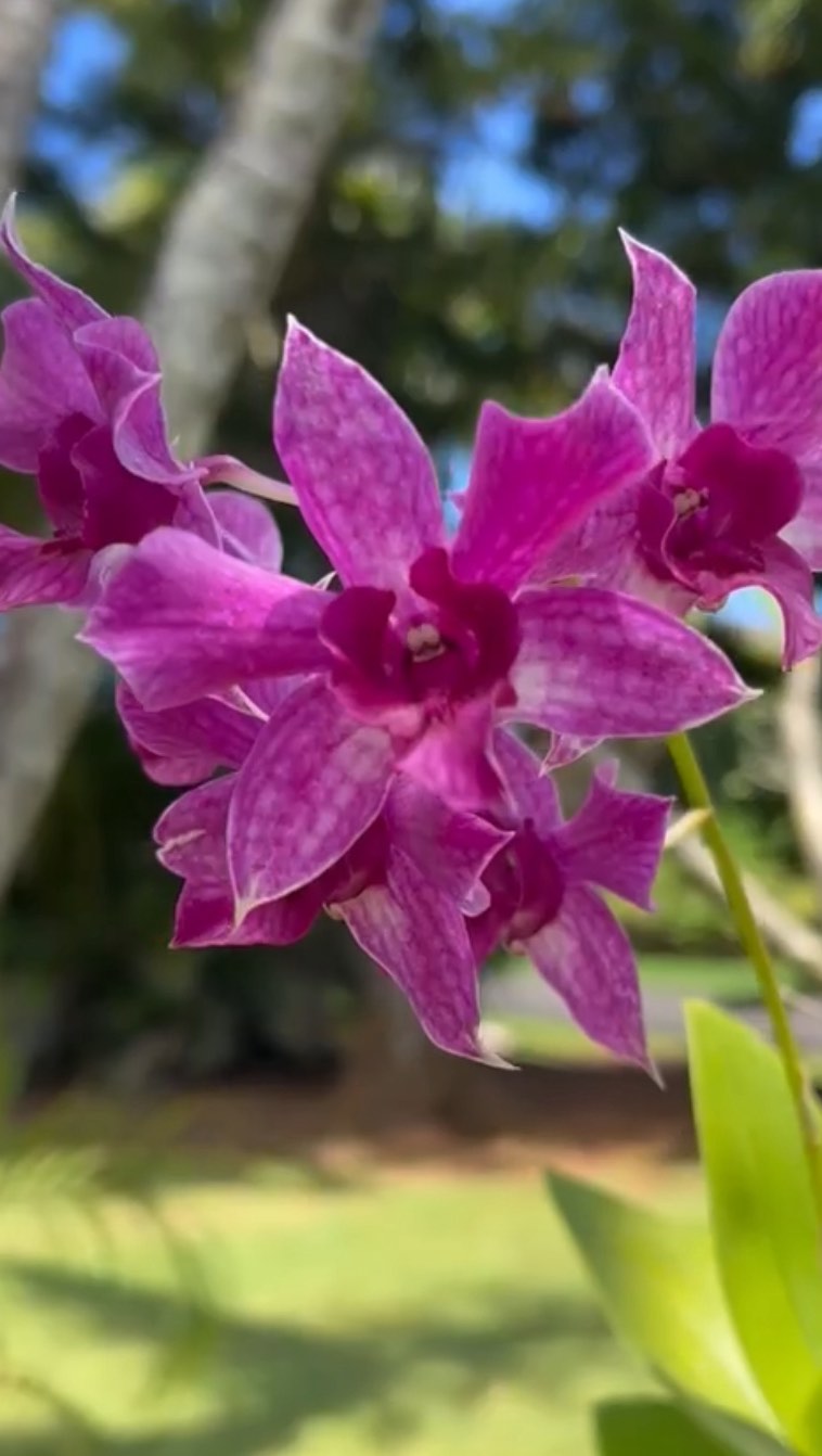 I’m thinking about the fruit of the spirit of #goodness (and if you’ve read “Finding Everyday Fruit” you know that means I’m thinking about orchids, too.)
🌺 The roots of plants are there to help stabilize it and to nourish it and to keep it upright, but when those roots get diseased, they have to come out!
So it is with our lives… The things that might have stabilized us or nourished us in one season often need to come out and be replaced by new roots so that we can grow and flourish in whole new season.
🌺 This can be hard work and in a way can often feel like a death of a dream or some kind of security. But as we see in the natural world, over and over, the Lord is in the business of renewal. He loves to make all things new. And this is GOOD.
Where in your life are there some old roots that need to come out so that new, beautiful life can grow?
Where can you see this activity of the Lord in your life and name it as his goodness?
#findingeverydayfruit #newbook #orchids #spiritualgrowth