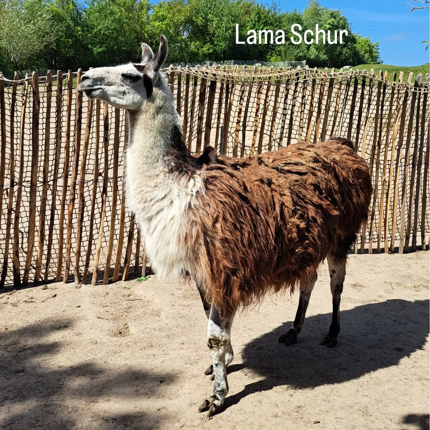 Lama Schur....Heute waren wir im Tierpark in Grömitz und haben dort die Lamas geschoren. Sind das nicht beeindruckende Tiere? Lamas haben keinen natürlichen Wollwechsel und müssen auch regelmäßig geschoren werden. Diese sechs Lamas werden sich freuen, dass nun die Sonne wieder bis auf die Haut kommt. Und natürlich haben wir die Alpakas auch schon fertig 😉. Der Sommer kann kommen.
