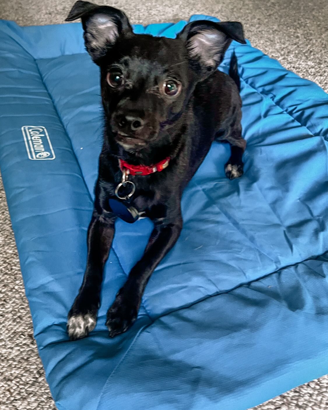 This morning I reunited with this sweet, sensitive boy for another training session, and I’m so proud to see the progress he’s made since the winter.
One thing my clients really value is the flexibility to reach back out whenever they’re ready. I only offer a la carte services, so whether it’s been weeks or months, I’m always here to pick up where we left off. Progress isn’t always linear, but it’s always worth it! 🐾