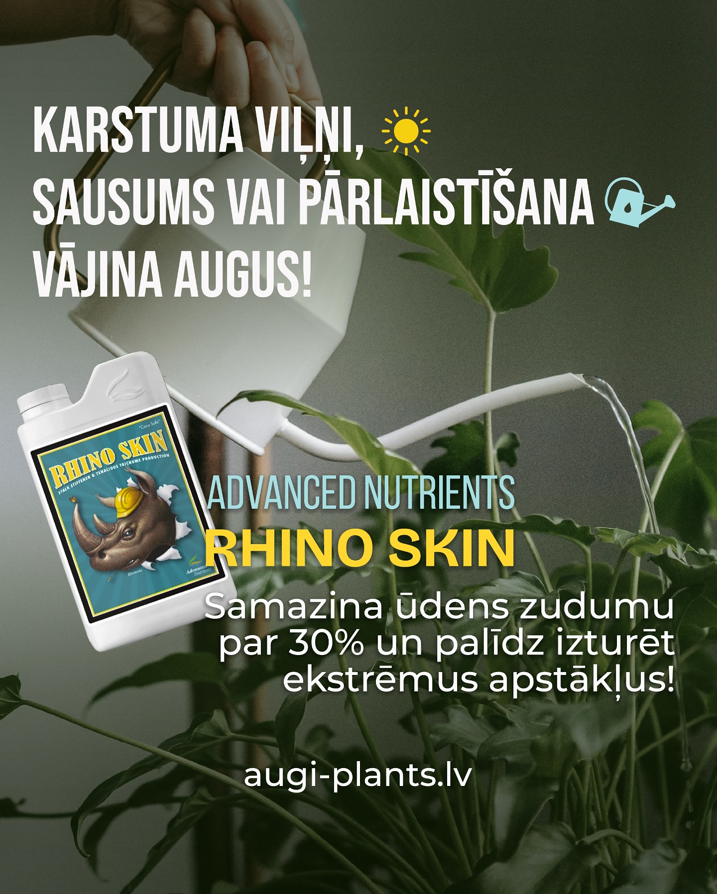 Rhino Skin stiprina augus un novērš vairākas problēmas:
1. Stumbru un Zaru Salūšana
❌ Problēma: Smagi ziedi vai augļi lauž zarus, īpaši ziedēšanas beigu posmā.
✅ Risinājums: Silikāts stiprina augu šūnu sienas, padarot stumbrus līdz 25% izturīgākus
2. Vides Stresa Ietekme
❌ Problēma: Karstuma viļņi, sausums vai pārlaistīšana vājina augus.
✅ Risinājums: Veido aizsargājošu slāni, kas samazina ūdens zudumu par 30% un palīdz izturēt ekstrēmus apstākļus.
3. Miltrasa un pelējums
❌ Problēma: Miltrasas un pelējuma postījumi.
✅ Risinājums: Biezākas šūnu sienas samazina slimību risku.
4. Nepietiekama Barības Vielu Uzņemšana
❌ Problēma: Augi slikti uzsūc mēslojumu, parādās deficīta pazīmes.
✅ Risinājums: Optimizē augu metabolisms, uzlabojot kālija, kalcija un magnija uzsūkšanu
Šo un vēl citus mēslojumus varat iegādāties AUGI-PLANTS.LV Veicam pasūtījumu izsūtīšanu visā Baltijā ar omnivu.
#telpaugi #istabasaugi #mēslojums