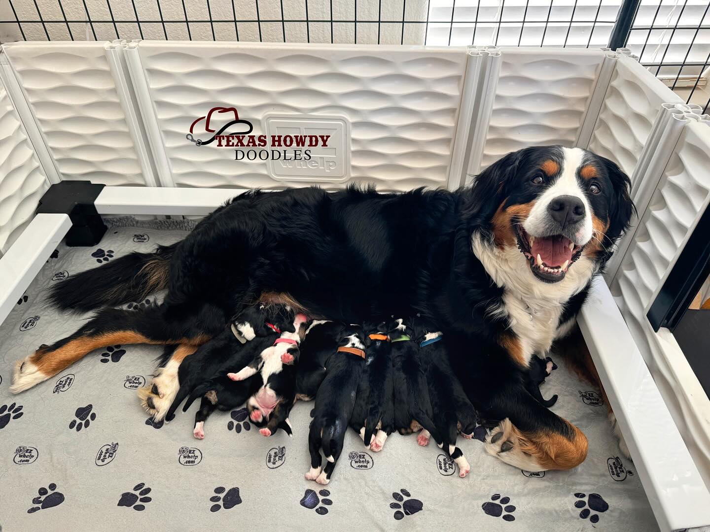 They’re here!! 🐾
Our sweet Mama Remi welcomed her precious puppies on Sunday, May 18th, and we are completely smitten. Each one is just as stunning as their mama, and we’re soaking up every moment with them! Lots of eating, sleeping and those cute little puppy squeaks. 🥰
We can’t wait to share their growth and sweet personalities with you. Be sure to follow along on Instagram and Facebook for daily photos and videos… for your daily dose of puppy cuteness 💕
#TexasHowdyDoodles #PuppyJoy #RemisPuppies #BernedoodleBabies #bernedoodles