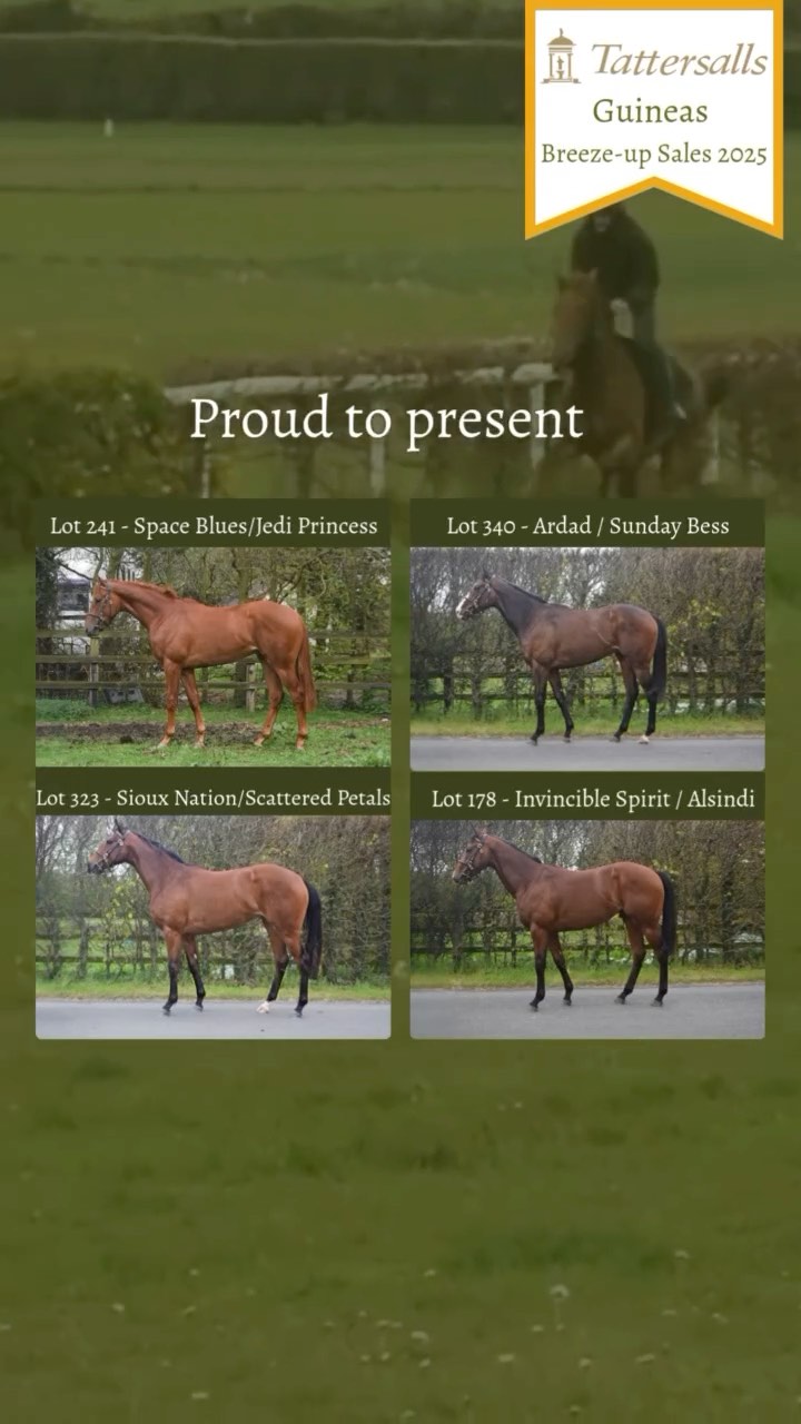 Proud to present the following for the @tattersalls1766 Guineas Breeze-up 2025.
⭕️Lot 178 - Invincible Spirit / Alsindi ⭕️Lot 241 - Space Blues / Jedi Princess ⭕️Lot 323 Sioux Nation /Scattered Petals ⭕️Lot 340 Ardad / Sunday Bess ☘️🇮🇪 @brzups