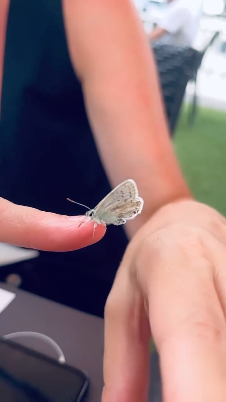 🦋 Mariposas 🦋
Son bonitas y espontáneas, viven en la naturaleza, les gusta volar, no hacen daño a nadie. Simbolizan transformación y renacimiento, feminidad, belleza, también esperanza y libertad.
Dejadme que siga llevándolas en todas partes, que las incluya en mis libros, que siga poniendo mi mano para que en ella se posen, que grabe sus locos aleteos una y otra vez. Dejad que seamos amigas y aliadas en esta metamorfosis constante que me transforma en crisálida, a veces, y otras, en alegre mariposa. 🦋
