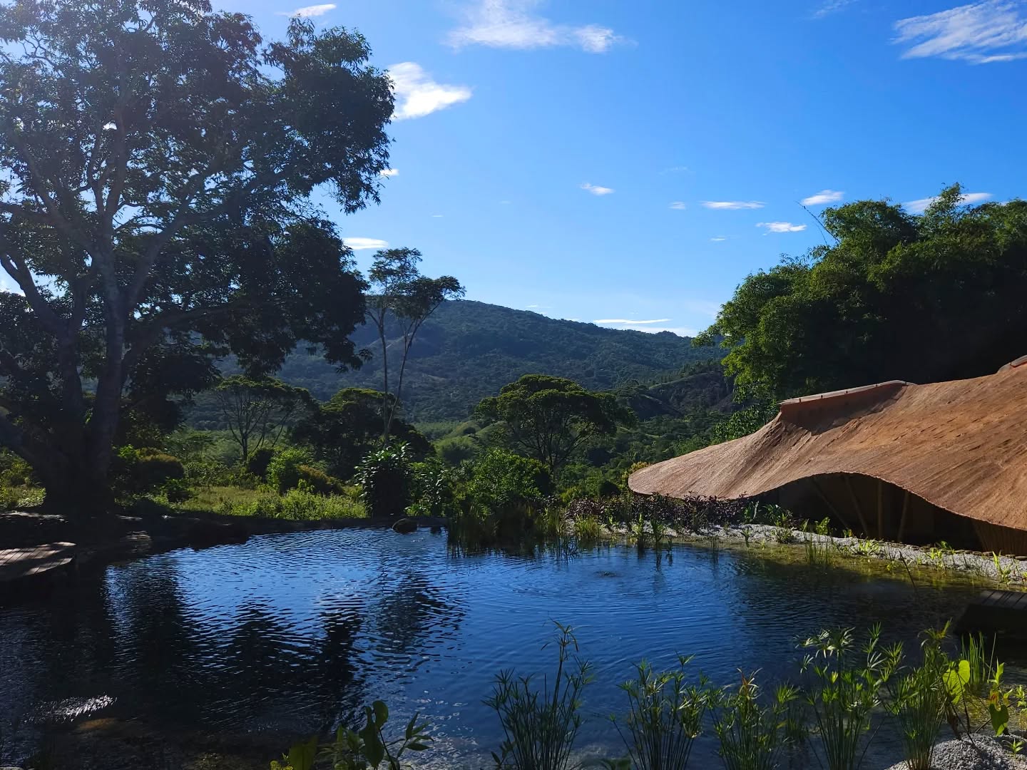 This pool isn't just a place to swim, it's a living, breathing ecosystem... filtered by plants, framed by bamboo buildings, and designed with respect for the ecologies that it is part of.
.
This is our journey of building a natural pool deep in the rainforest. What’s incredible is how much care, effort, and intention go into building something that, in the end, vanishes beneath the surface. From filtration systems woven with plant roots to underwater infrastructure — most of what makes this pool work is never seen.
.
And that’s the magic... True sustainability is often invisible: beauty lies not just in what we see, but in the systems that support it.
.
Thank you Itamar @terreno_paisajismo who taught us about these systems that allow plants to actually filter the water. And a huge thanks to all the hands that helped us dig, wash gravel, forage plants, and keep planting each time we find aquatic plants at the river :)
.
#landscapearchitecture #naturalpool #swimmingpool #swimmingpond #ecopool #sustainability #ecobuilding #lifestyle #liveinnature #landscapeart