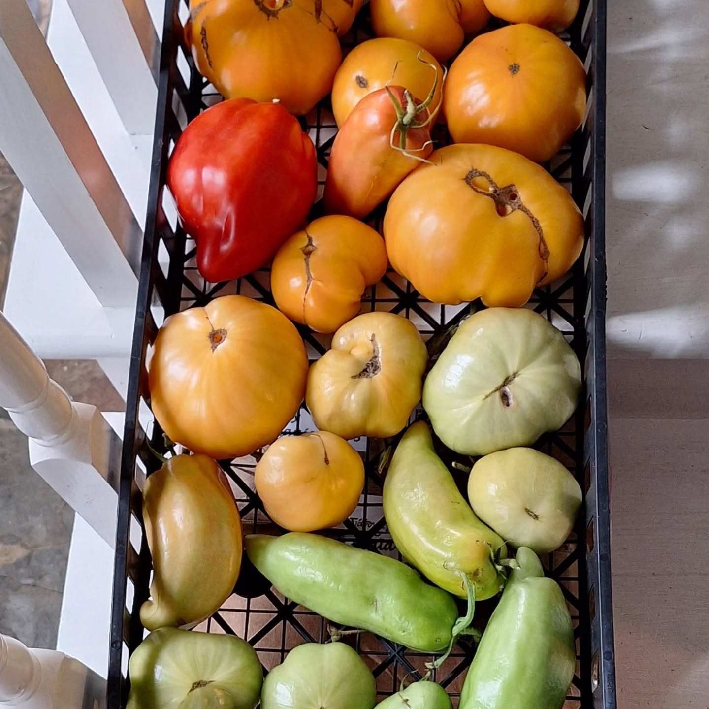 Warm- and Cool-season seedling lists now updated on www.nanimalfarm.com (on the library page) -- over 100 varieties! 🤯
See you opening day at Union Farmer's Market, Friday June 6th, and at Pumpkin Vine Family Farm's monthly market on Sunday, June 15th.
.
.
.
.
.
.
#sustainablefarming #growyourownfood #localflowers #summerveggies #hotpeppers #asiangreens #cutflowers #heirloomvegetables #mainefarming #mainefarmersmarkets #unionfarmersmarketme #womanfarmer