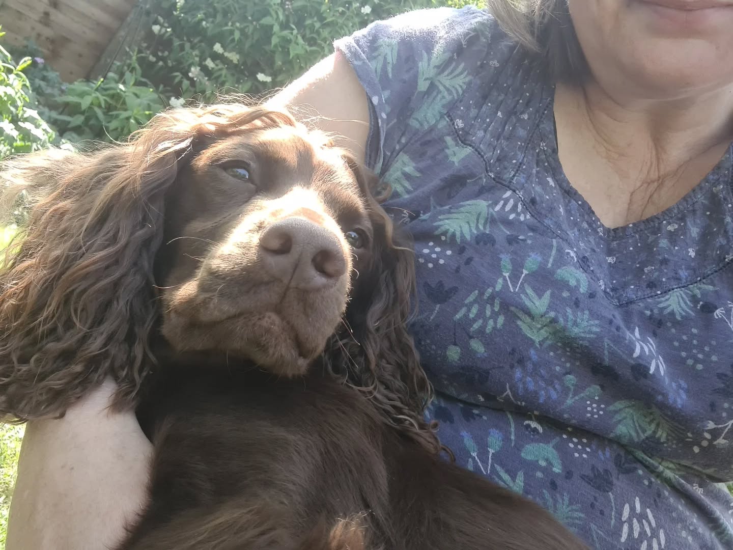 Just a few pups I've taken care of recently! β€οΈ
#dogboarding #dogdaycare #hednesford #cannock #staffordshire #dogsofinstagram #doglife #dogsitting #dogs