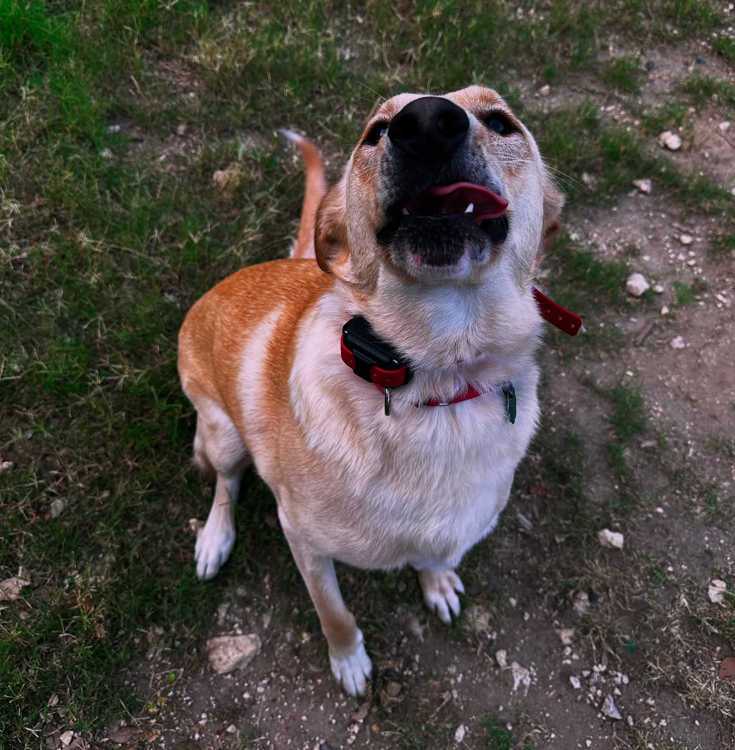 Roxy and Sonny finishing their first week of their three week board and train program! We are walking into June with limited spots available as well as filling up July as well! If you have any questions feel free to contact us and visit our website to see what packages we offer! Stay cool everyone!
.
.
.
.
#satxdogtraining #sanantoniodogtrainingco #dogtrainersoftexas #dogtrainersofsanantonio #ecollar #sprengerusa #balancedtraining #boardandtrain #buildabetterbond #rescues