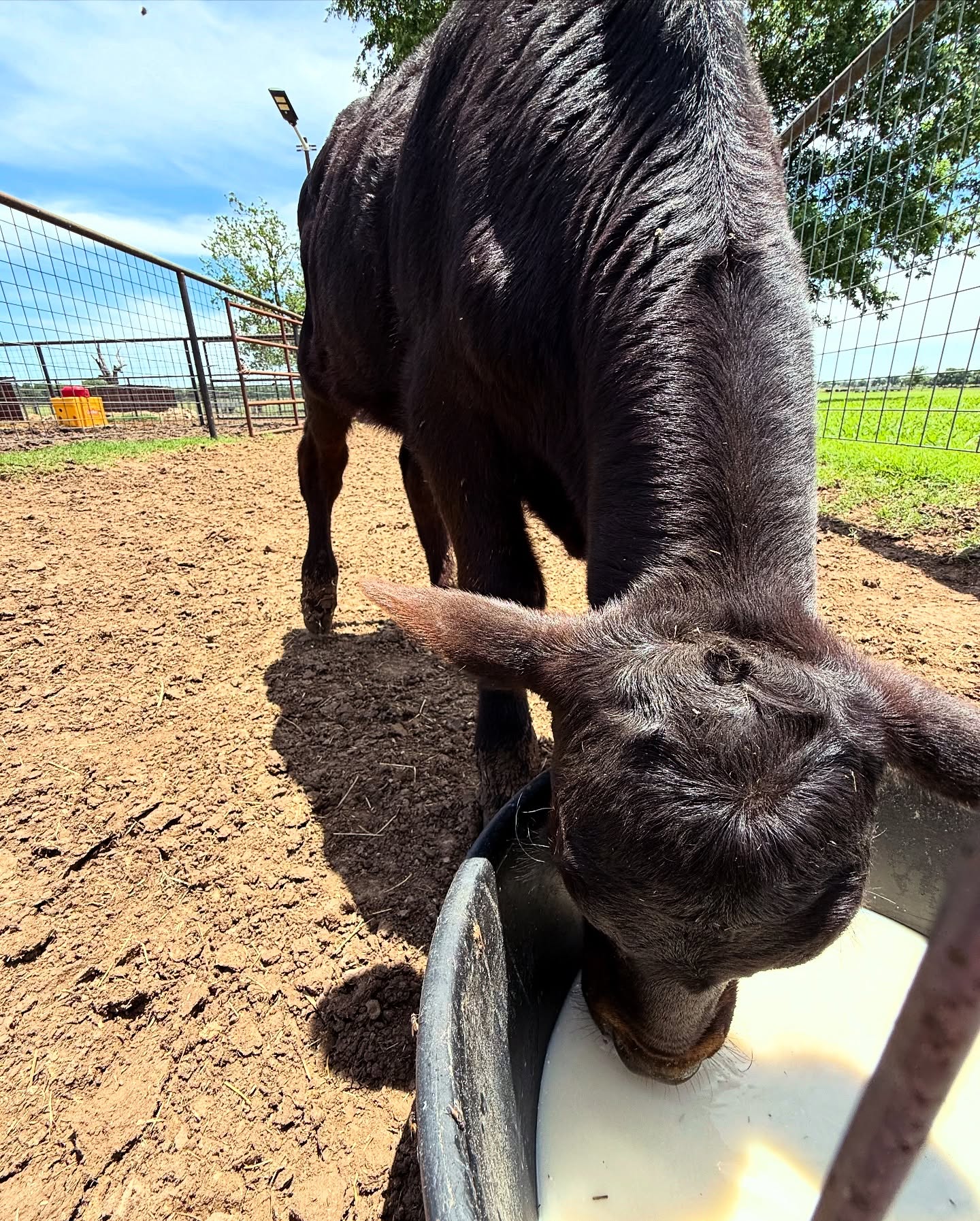 We’ve been busy at home but that doesn’t mean things slow down at the farm!
1) bottle calf Beets got too big to be hand fed with the bottle! Hoping to get him with the weaned calves by the end of the summer
2) spring calves getting big!
3) Caroline spotting Honey from the tractor (most of our nice mommas are now referred to as Honey) 😂
4) almost that time!! 🚜🌾
Summer markets are in full swing! We will continue to be at the Saginaw Farmers Market on the second and fourth Saturdays from 8-12! Memorial Day Package will be posted soon 🤠 see y’all Saturday!