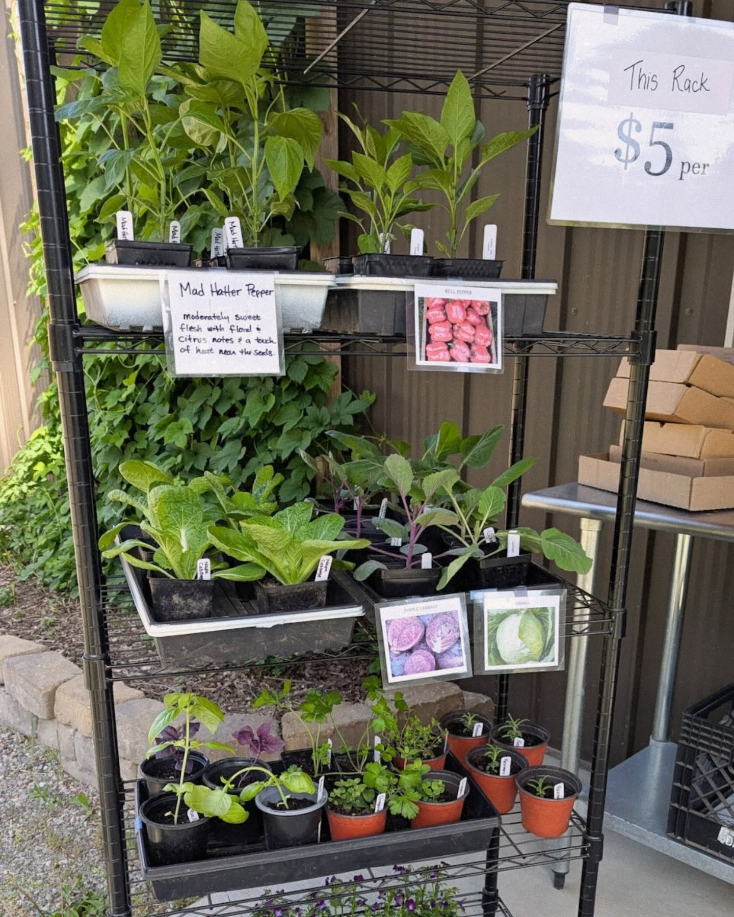 š¾Ā This Week at the Farm StandĀ š„š±
Come stock up on fresh, local staples and kick off your garden with healthy starts from our farm.
š§ŗĀ Available This Week:
š„ Farm Fresh Eggs ā $7 per dozen
š¾ Freshly Stone-Milled Flour ā $10 for 10 lbs
⢠Rouge de Bordeaux Whole Wheat
⢠Turkey Red Whole Wheat
⢠Bread Flour
⢠All-Purpose Flour
š¾ Whole Grain Spelt Flour ā $15 for 10 lbs
šæ Hop Plants ā $10 or $20 depending on age
š± Plant Starts ā $5 each
⢠Tomatoes
⢠Peppers
⢠Kale
⢠Cabbage
⢠Herbs
All grain is grownĀ locallyĀ and milled fresh. Our plants are farm-raised and garden-ready.
š 25415 N Ramsey Rd, Athol, ID 83801
š°ļø Open Fridays from 12 PM to 6 PM and Saturdays from 9 AM to 6 PM
šµ We accept cash, check, or Venmo
Thank you for supporting your local farm and growing with us!
#FarmFresh #PlantStarts #LocalGrain #StoneMilledFlour #HopPlants #SelfServeStand #SupportLocal #SpringPlanting