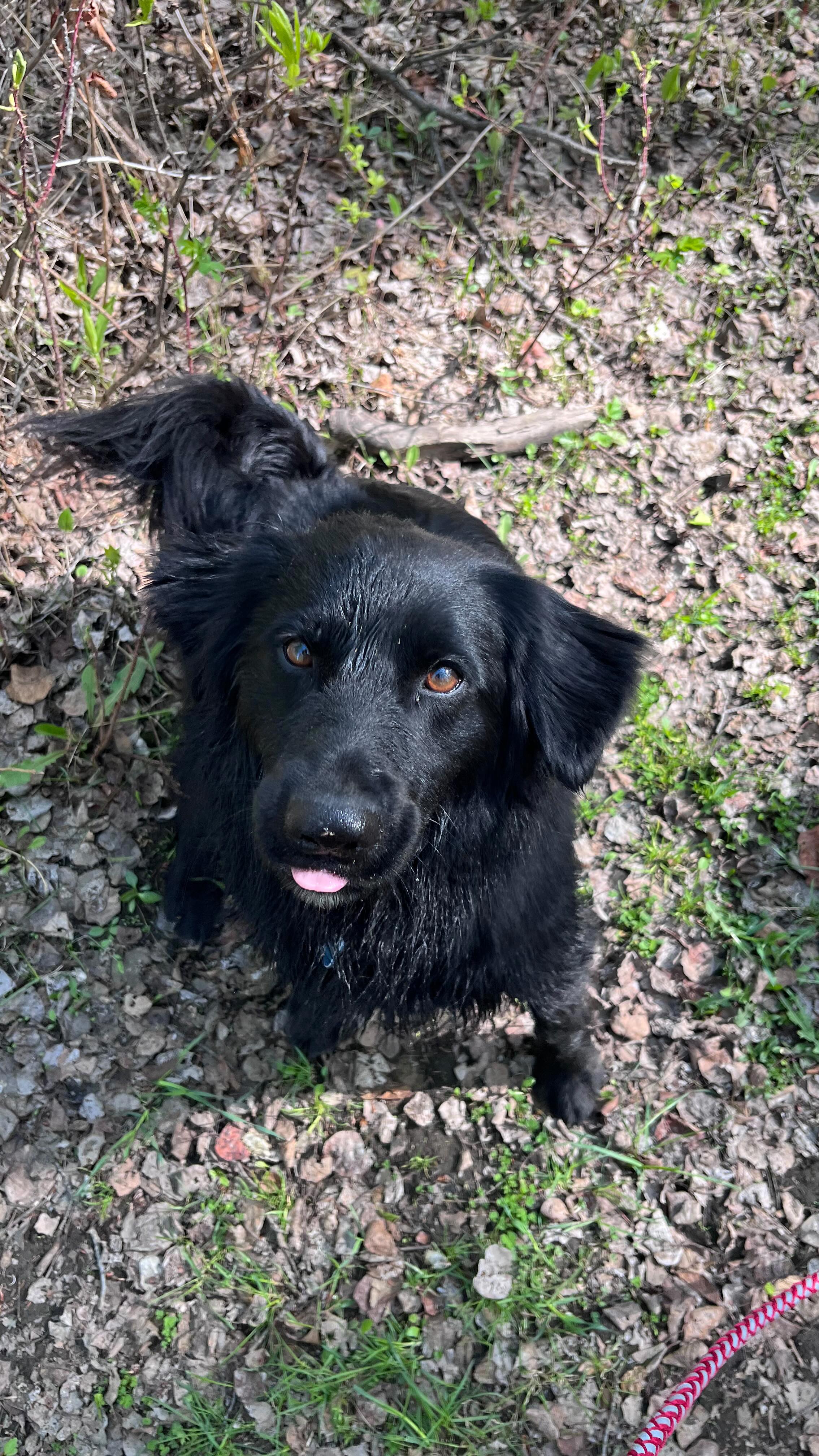 We hope everyone had a lovely long weekend! The gorgeous sunshine here had the puppies loving our walks and pond parties! ☀️
Summer is just around the corner and our bookings are filling up fast. If you’re planning a vacation, don’t forget to plan your dog one too!
Now’s a great time to double check vaccination records and make sure they’re up to date so your pups ready for their stay. 🐕🐾