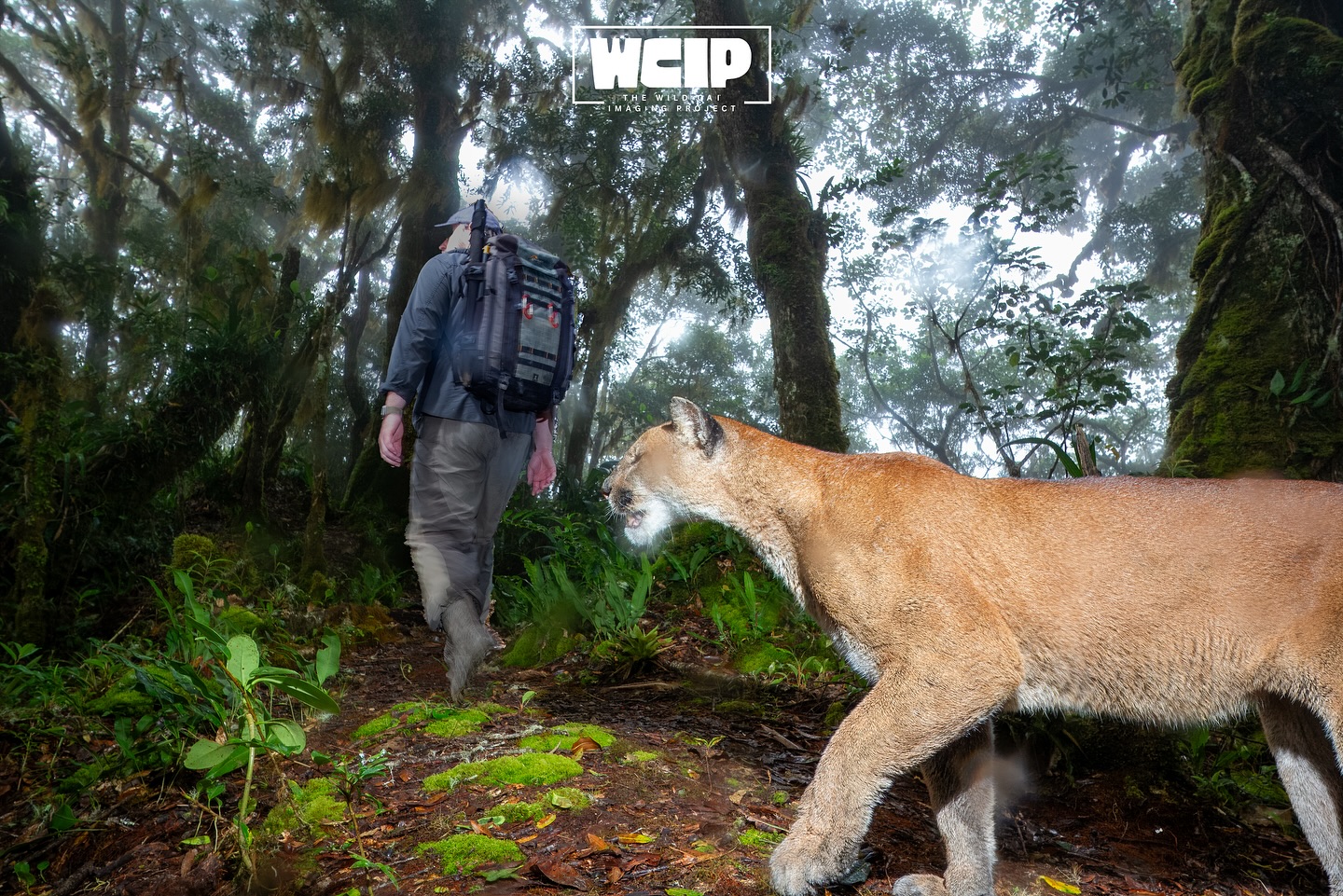 @benjaminlwild taking a puma for a walk 🐆 👀
Fortunately, Benjamin was not there at the same time! Because the camera position does not move it is easy to copy and paste onto another frame!
Although it would be amazing to see a puma in the wild, we much prefer seeing them through camera traps. This is NOT because they’re dangerous, but because we have the best interest in the conservation of the wild cat species. Human disturbance is a leading cause in why wild cat numbers are in decline, because it leads to human/wildlife conflict. Habituating wild cats will ultimately lead to conflict, as they learn we are not a threat. They become confident and enter properties, predating livestock, pets etc. it is essential to respect their boundaries and do what we can to prevent habituating wild animals 🐆
#WildCatImaging #WildCatProject #WildCatConservation #WildCatPhotography #BigCatConservation #SaveTheWildCats #WildlifePhotography #WildCatsOfInstagram #WildlifeImaging #CatConservation #WildlifeProtection #NatureLovers #ConservationPhotography #EndangeredSpecies #WildlifeConservation #SaveOurWildlife #ProtectOurPlanet #NaturePhotography #WildlifePlanet #PlanetEarth #InstaWildlife #NatureLoversOfInstagram #WildlifeShots #AnimalsOfInstagram #ExploreTheWild #WildlifeProtection #CatsOfInstagram #AnimalLovers #ExploreWildlife #NatureAddicts
