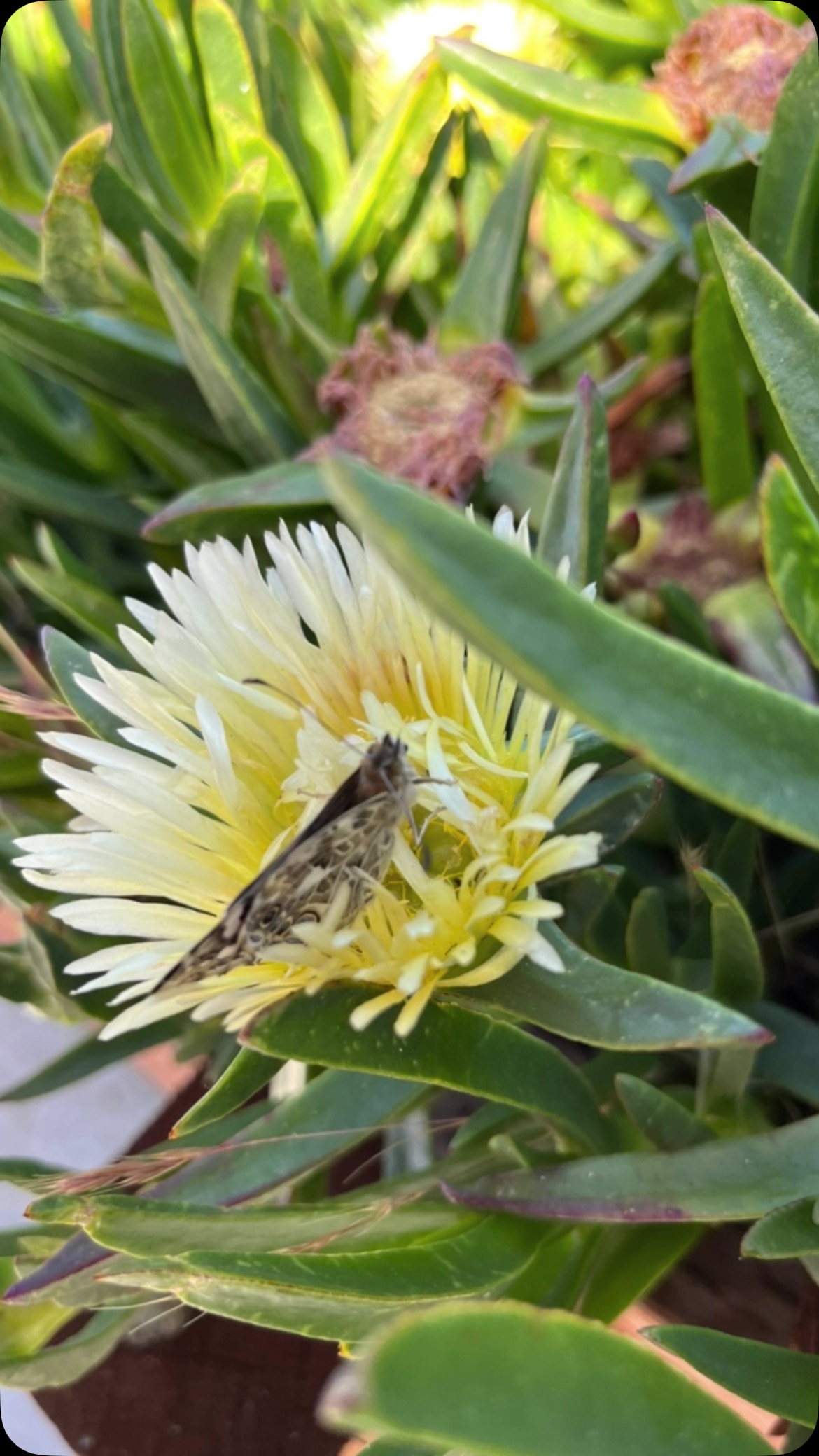 What a great surprise today. One of our butterflies came out!! Spring! #alamedaarts #alamedaarts #alamedacalifornia #butterflies