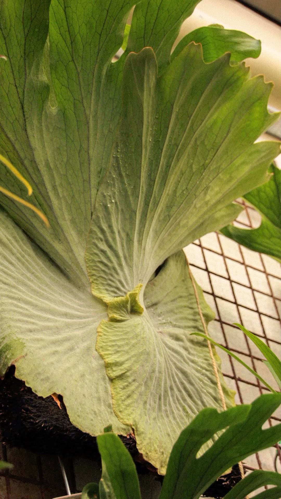 Our south facing wall is teeming with a beautiful selection of Stags & Elks in all shapes and sizes.
These specimens bring such a beautiful texture and depth, especially for those tight on space.
They don’t ask of much; a south/east facing or protected wall, a bit of water and a feed every now and then.
Beauty 💥