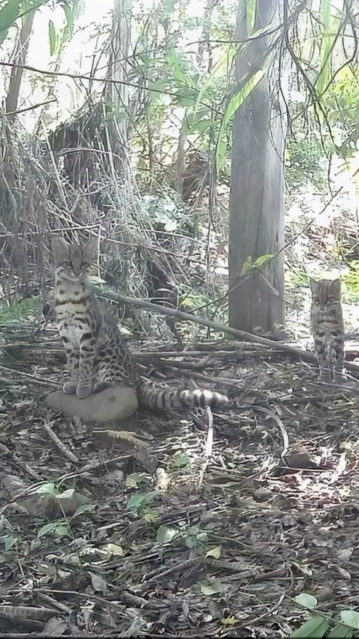 Estas imágenes excepcionales de Leopardus guttulus—también conocido como gato tigre sureño—fueron captadas por nuestros colaboradores de Fauna Fragmentada, un proyecto dedicado al monitoreo de fauna en los fragmentos del Bosque Atlántico en Brasil. Este pequeño felino silvestre, antes considerado parte del tigrillo (Leopardus tigrinus), hoy es reconocido como una especie distinta y vulnerable. La pérdida y fragmentación de hábitat lo han llevado al borde, pero gracias a estudios con cámaras trampa como este, podemos conocer más sobre su presencia, comportamiento y necesidades de conservación. Cada imagen es un paso hacia su protección. La conservación comienza con visibilidad—y gracias a Fauna Fragmentada, L. guttulus deja de estar oculto entre las sombras.
Fauna Fragmentada: “Es increíble cómo estos pequeños felinos pasan tan desapercibidos entre la vegetación. Fíjense en lo bien que su pelaje los camufla. El gato-do-mato es tan discreto que casi no nos dimos cuenta de que había dos individuos en nuestros registros.”
#WildCatImaging #WildCatProject #WildCatConservation #WildCatPhotography #BigCatConservation #SaveTheWildCats #WildlifePhotography #WildCatsOfInstagram #WildlifeImaging #CatConservation #WildlifeProtection #NatureLovers #ConservationPhotography #EndangeredSpecies #WildlifeConservation #SaveOurWildlife #ProtectOurPlanet #NaturePhotography #WildlifePlanet #PlanetEarth #InstaWildlife #NatureLoversOfInstagram #WildlifeShots #AnimalsOfInstagram #ExploreTheWild #WildlifeProtection #CatsOfInstagram #AnimalLovers #ExploreWildlife #NatureAddicts