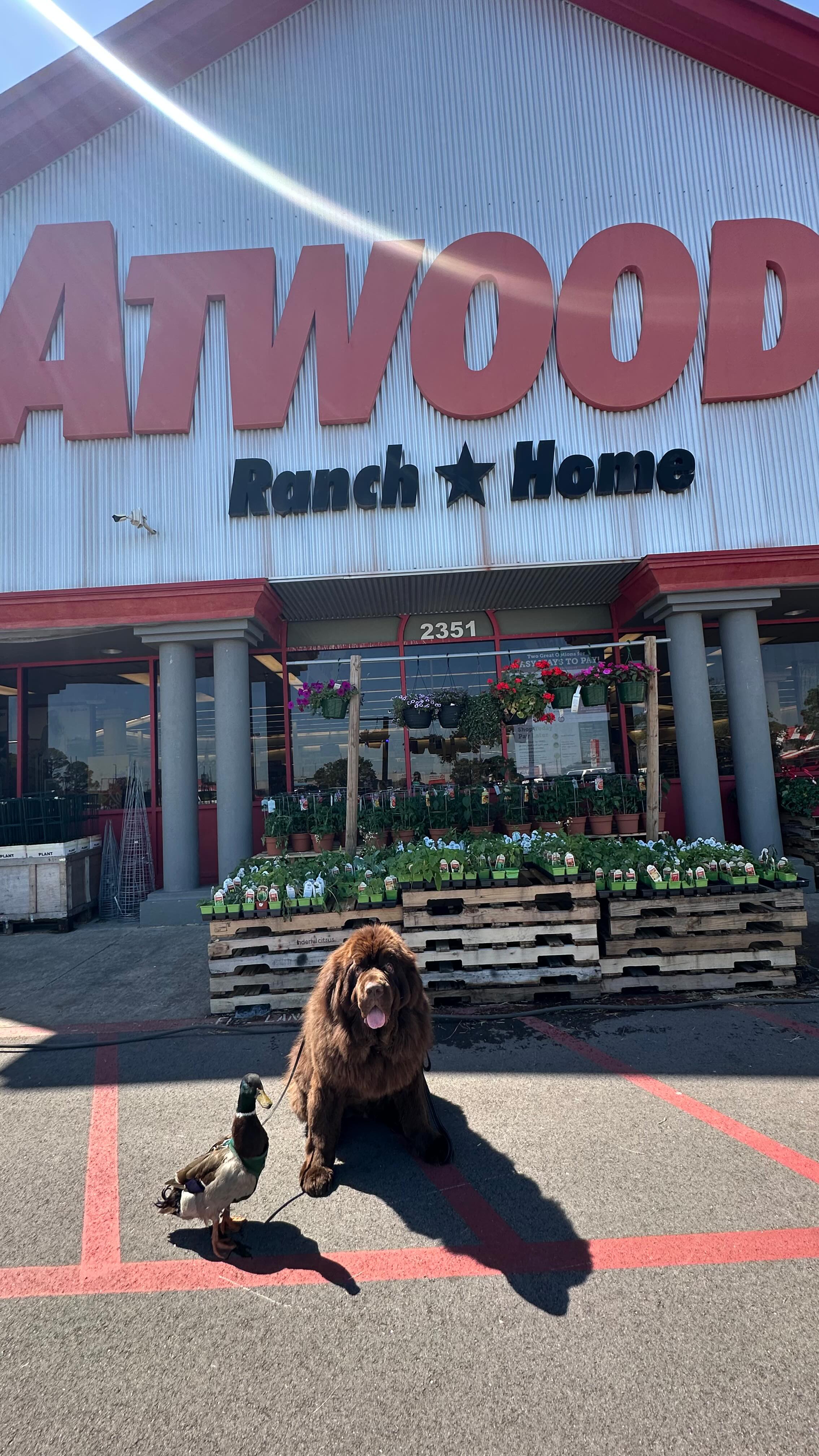 The boys had a successful trip to #atwoodsranchandhome. Who’s coming with us next time?
#atwoodsranchandhome #dog #duck #bestfriends #shopping