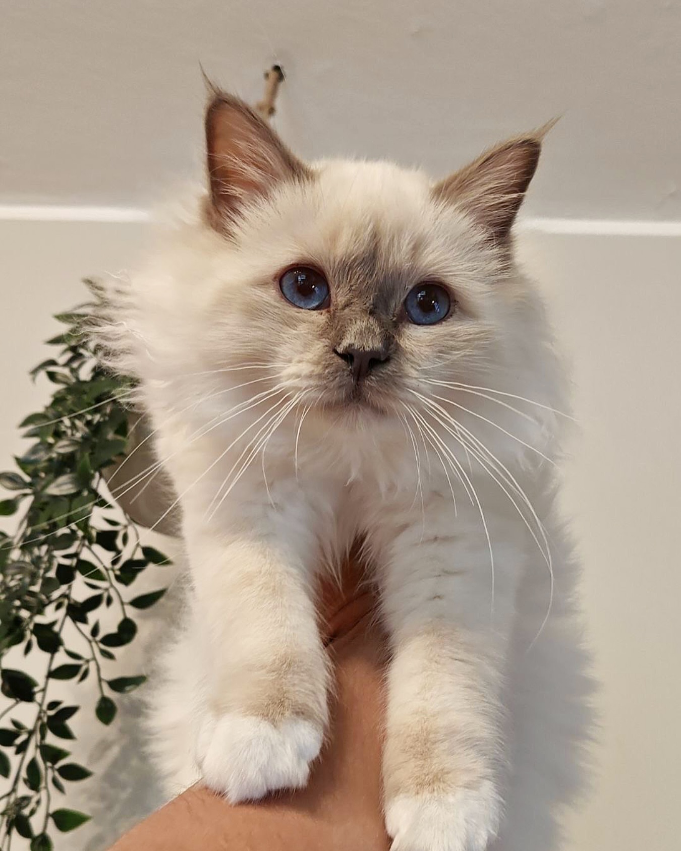 Sugar Belle’s Junior, 5 months old 😍