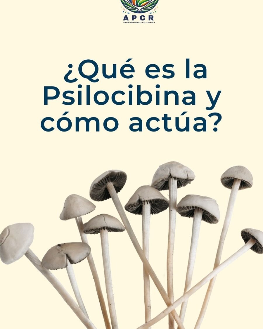 🧠✨ ¿Psilocibina? No es magia, es neurociencia.
Hoy sabemos más que nunca sobre el potencial terapéutico de este compuesto natural.
🔬 ¿Te interesa acceder? Escríbenos un 🍄 y te compartimos el enlace directo.
💬 Aprende, cuestiona y expándete con evidencia.
#Psilocibina #SaludMental #Neurociencia #MedicinaPsicodélica #PlantasSagradas #asociacionpsicodelicacr