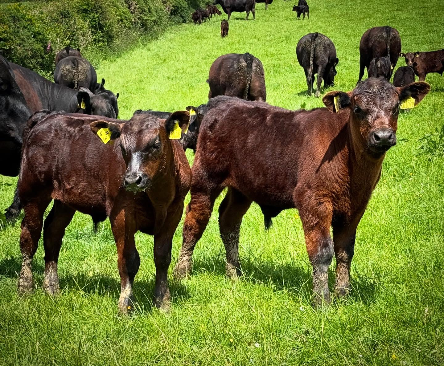Two gorgeous Pedigree Angus Bull calves, both 4 weeks old here, and both out of our stock bull, Rawburn Regulator W131.
Both are in the top 10% EBVs for TI & SRI.
On the left it’s B043, his Dam is Warson Ethel Gem X308, so he will need a name beginning with E, Warson E………….
On the right it’s B049, his dam is Warson Prima U183, so we he will need a name beginning with P, Warson P………….
We love suggestions to add to the pot, so please give us your best name ideas by commenting below.
#pedigreeangusbullcalves #pedigreeangus #pedigreeangusbreeder #pedigreeaberdeenangusbullcalf #pedigreeaberdeenanguscattle #blackangus #angusbullcalves #angusbullbreeder #westcountrycattle #highhealthangus #anguscattle #angusbeef