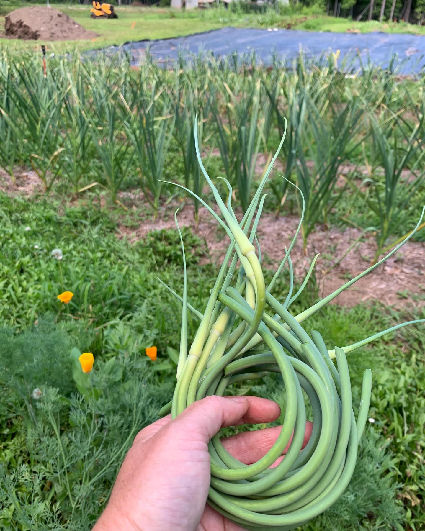 It’s Garlic Scape season!! This is a delicacy that comes around once per year! If you love garlic then you don’t want to miss these! Come on out to Pittard Park in Winterville from 9am - 1pm tomorrow for all your local veg needs. We can’t wait to see you ❤️