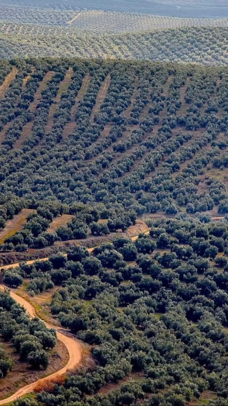 Um mar de oliveiras é o que se vê nas estradas de Andaluzia!
Quando o assunto é azeite, a Espanha é simplesmente imbatível.
O país é o maior produtor mundial de azeite de oliva, responsável por cerca de 45% de toda a produção global.
E o coração dessa produção está em Andaluzia, onde imensas plantações de oliveiras cobrem as colinas como um mar verde e prateado.
Aqui, tradição e tecnologia andam lado a lado para criar um azeite de altíssima qualidade, exportado para o mundo inteiro.
Cada gota carrega sabor, história e um terroir único que só o sul da Espanha pode oferecer!
Agora me conta: qual prato merece ser regado com um bom azeite espanhol? Deixa aqui nos comentários!
#azeitedeoliva
#azeiteespanhol
#saboresdomundo
#gastronomia