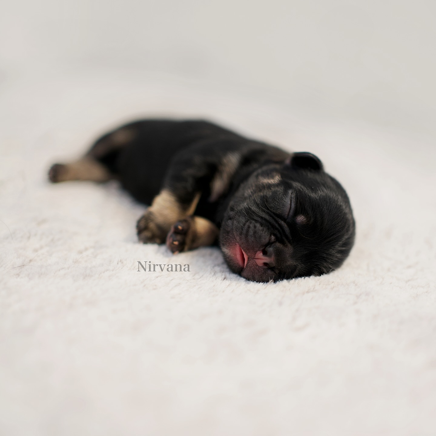 3/7 – Nirvana 🧸
Geboren um 05:24 Uhr mit 260g als drittes zauberhaftes Wesen. ✨
Eine dicke Teddybärin zum Knuddeln und einfach Liebhaben🥹. Sie trägt ihr Fellkleid in elegantem Lackschwarz mit braunen Stiefeln 👢. Ausserdem hat sie eine richtig grosse Milchleidenschaft – da ist sie immer ganz vorne mit dabei. 🥛
Nirvana bedeutet „das innere Ankommen“ – und genau so fühlt sie sich an. Stark und doch so weich, einfach zum Lieben.
Ich glaube, sie wird jemandem eine treue Freundin fürs Leben sein – eine, die Wärme schenkt, alles mitmacht und alles ein bisschen heller macht. 😍🧸
#AlphaBully #sportlichebulldogge #französischebulldoggen #bulldoggswithnoses #bullymitnase #healthyfrenchie #frenchiesofinstagram #sportlichefrenchies #nasenbär #retrofrenchie #französischebulldogge #französischebulldoggedeutschland #französischebulldoggeschweiz #bullysmitnase #frenchiebreeder #bulldoggezüchter