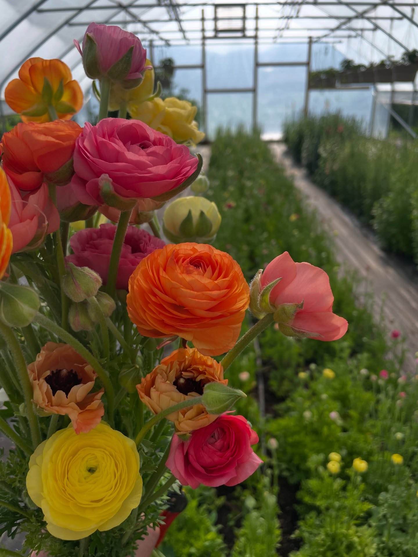 Just like that, we are in abundance 🌹
Orders for delivery are open! We deliver in the Missoula area for free every Wednesday and Friday. 💕☀️
One week until our next CSA begins too!