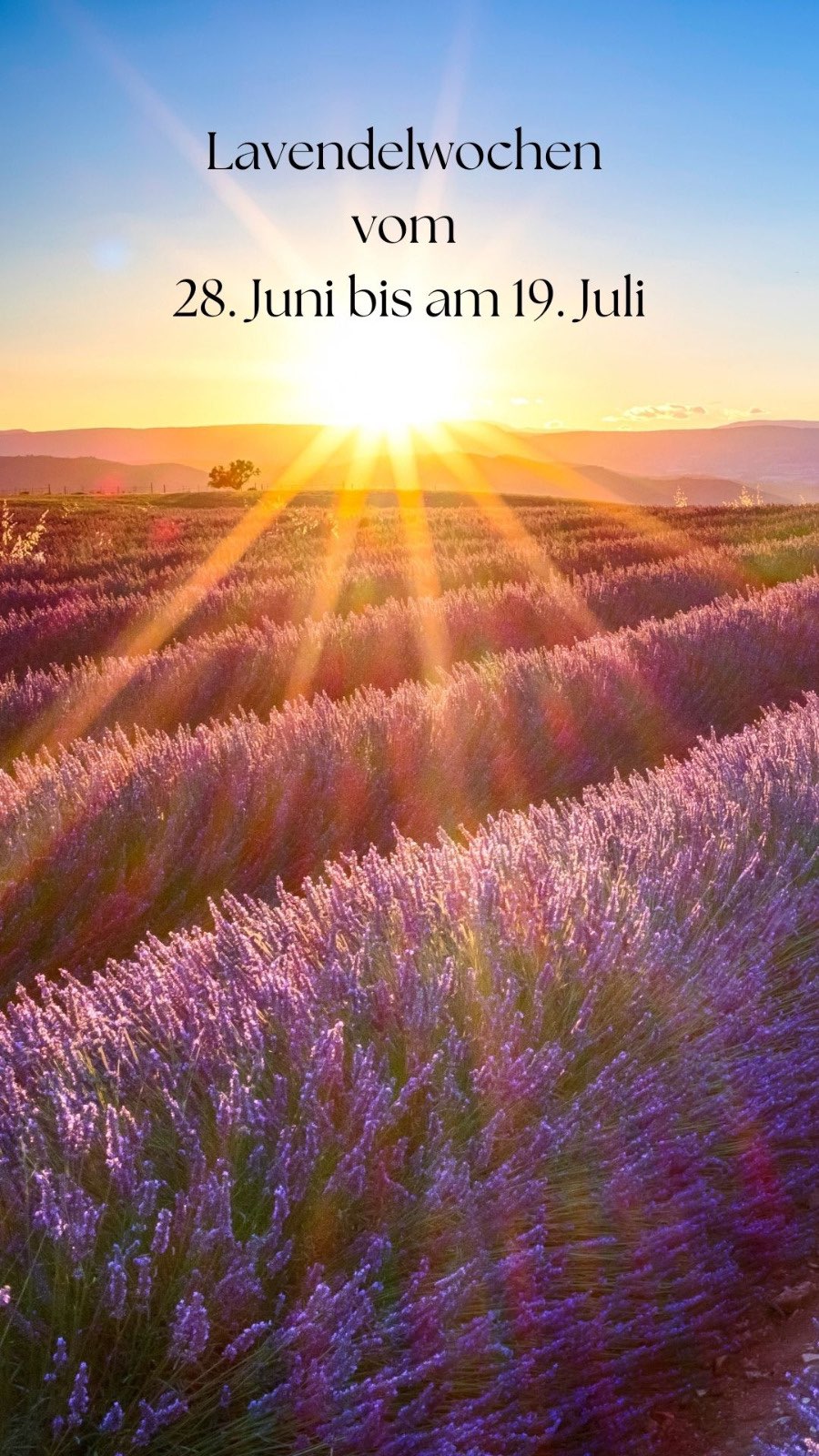 💜 Wusstest du, dass wir zur Lavendelblüte ganz besondere Wochen im Frigoulet feiern?
Ende Juni bis Anfang Juli steht bei uns alles im Zeichen des Südens: Die Luft ist erfüllt vom betörenden Duft blühender Lavendelfelder, die Abende warm, das Licht golden.
Wir zelebrieren diese Zeit mit viel Liebe zum Detail:
✨ Lavendel zieht als feine Note durch unser Abendmenü
✨ Wir decken die Tische direkt am Lavendelfeld
✨ Der Duft, das Licht, das Zirpen der Grillen – ein Erlebnis für alle Sinne
Wenn du den Süden Frankreichs so richtig spüren willst – das ist dein Moment. 💫