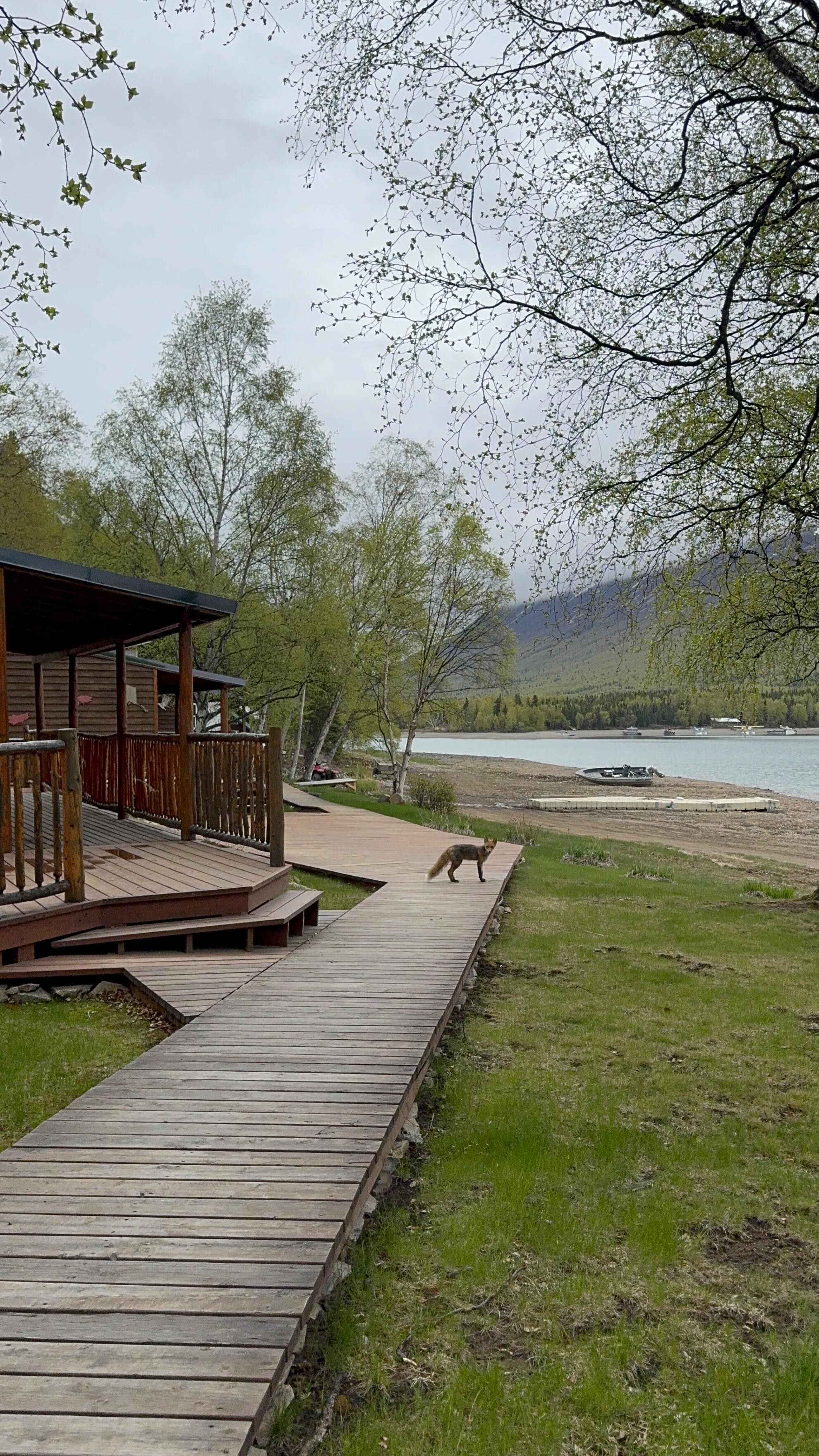 He was so kind to even use the boardwalks!
We are in the process of opening for the 2025 season. Excited for all our visitors this summer!
#alaska #lakeclarkresort #lakeclark #vacation #reels #vacation
