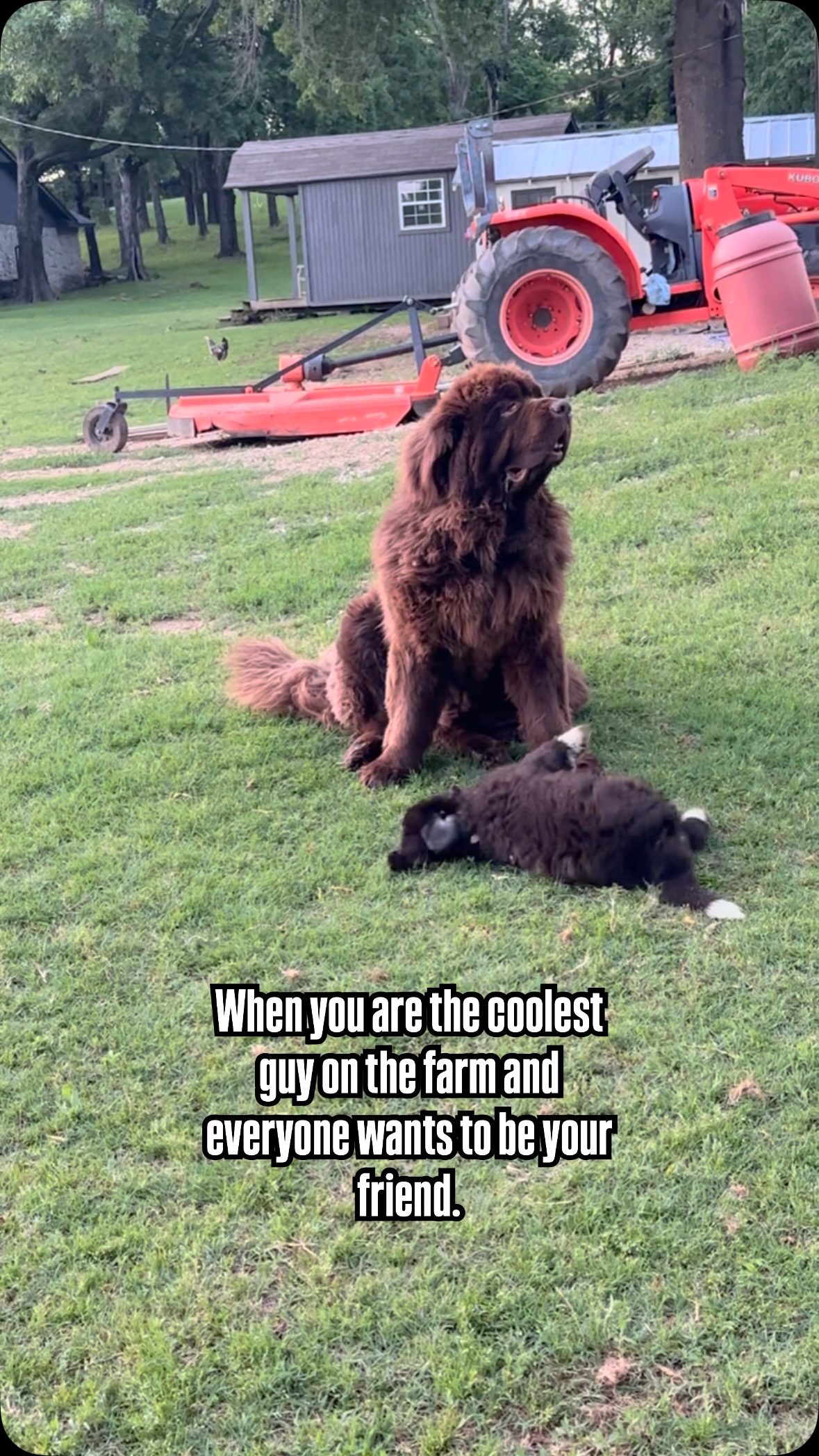 Coolest Dog on the block. 😎
#dog #duck #friends #dogsofinstagram #ducksofinstagram #newfoundland