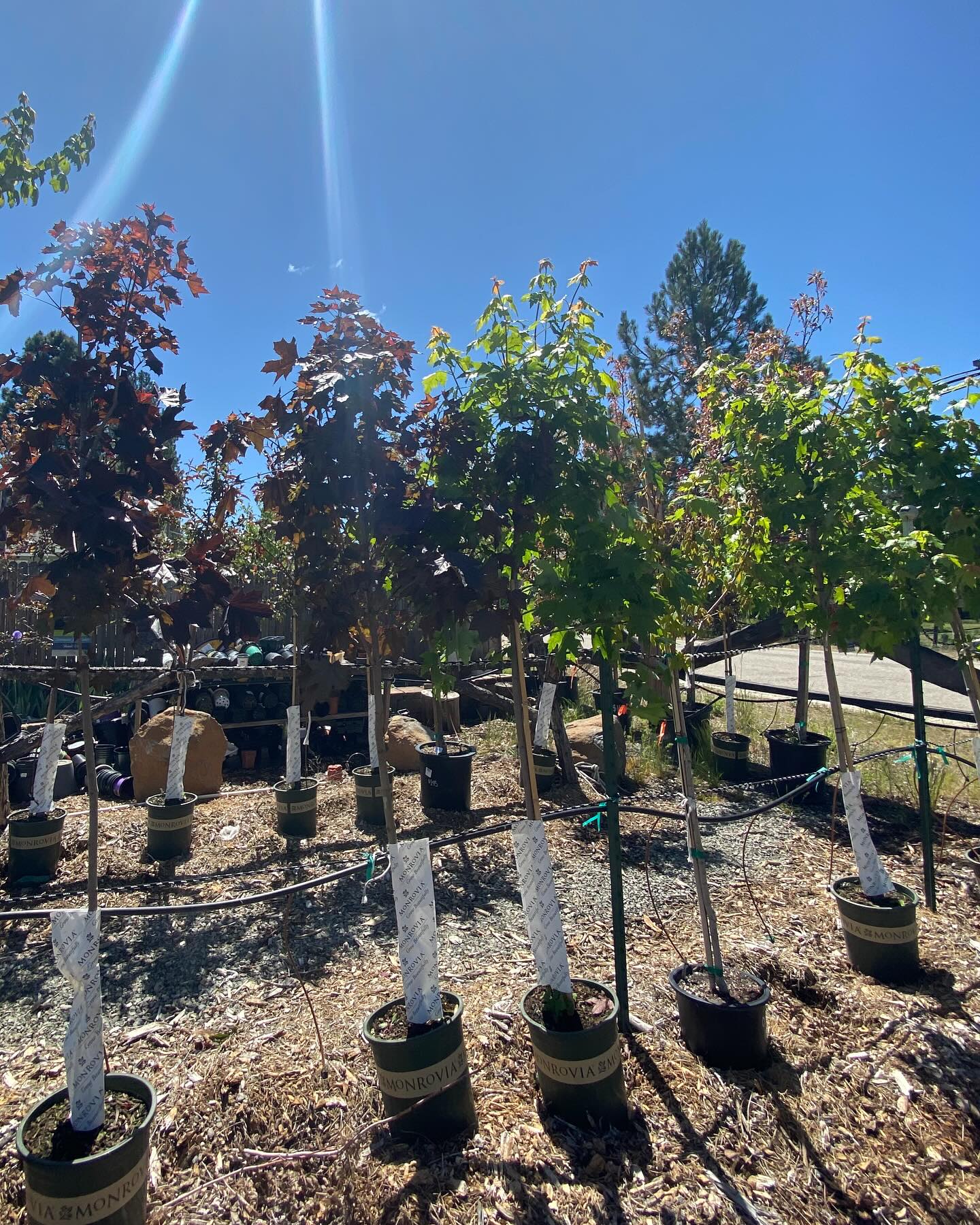 Some pics of the latest perennial order! 5gallon trees: maples, flowering plums, crabapples and…. the heavily requested DOGWOODS! We also got in rhododendrons, more barberry, honeysuckle, Russian sage, and others! Fresh off the truck and ready to take home as soon as Thursday @ 9am. Come check it out 🌸🍁
Open: Thursday-Monday // 9am-4pm