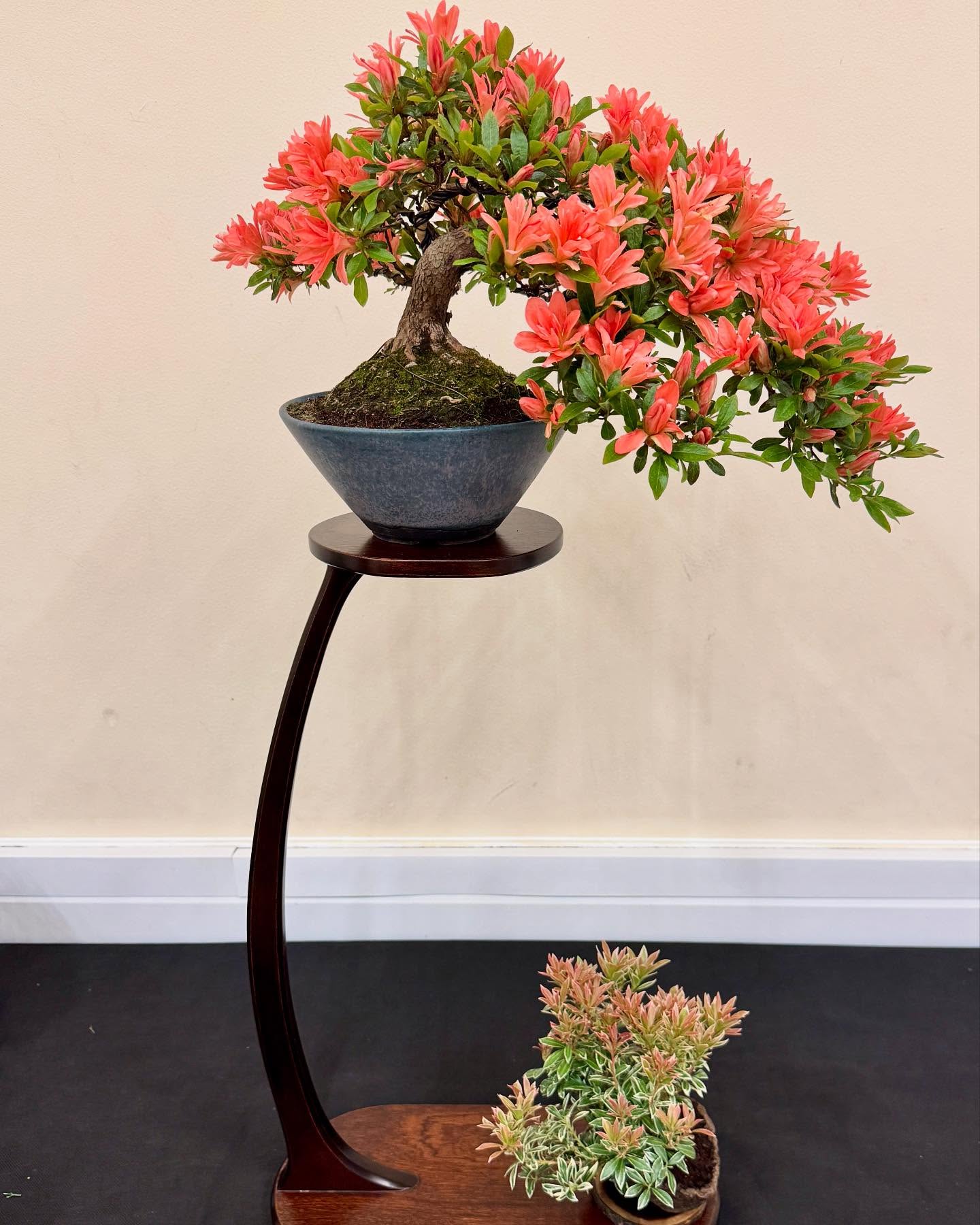 Azalea in flower.
South Staffs Bonsai Society. #azaleas #bonsai #azaleabonsai