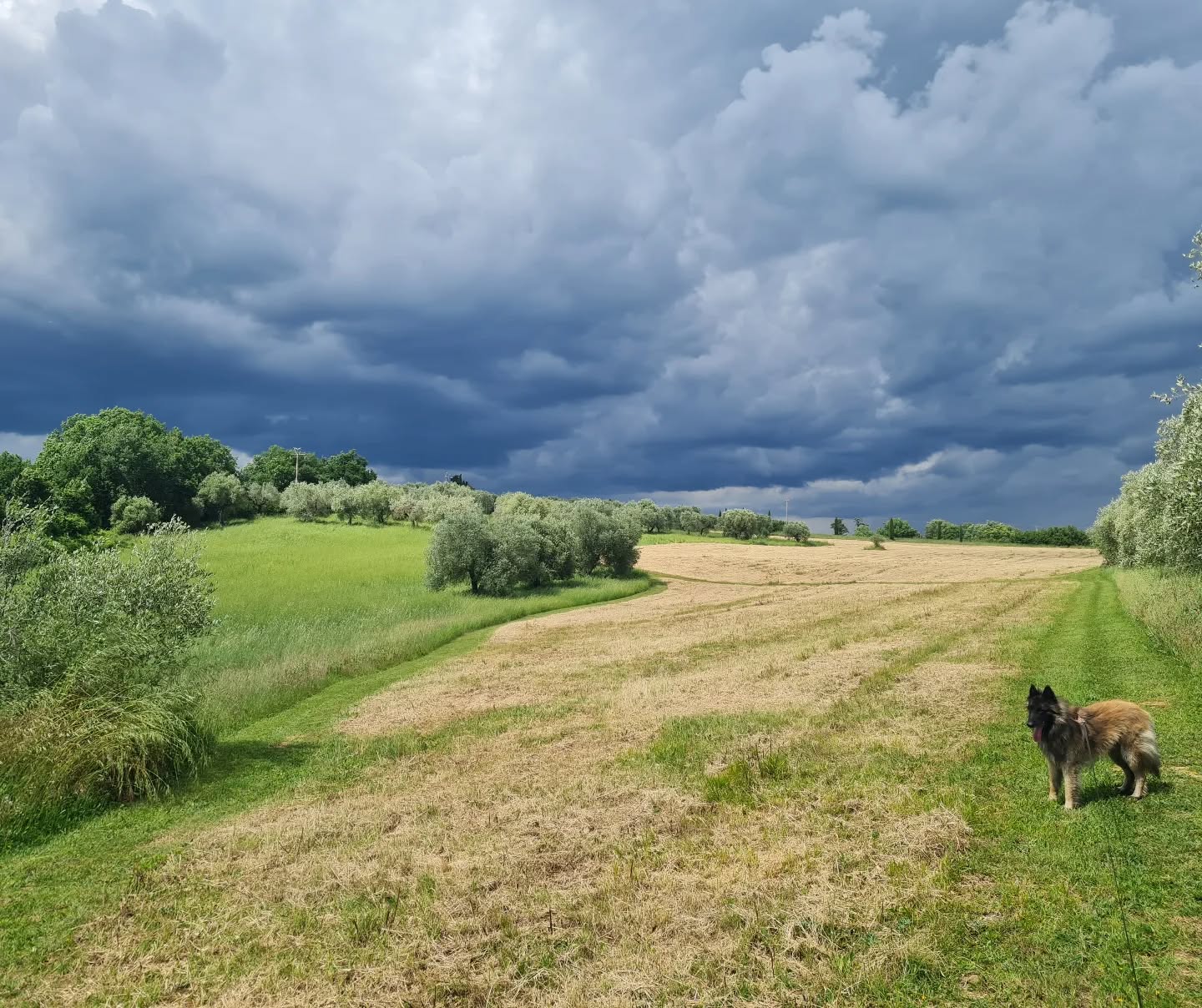 Colours between sun and rain...
#tuscany #colour #colourful #landscape #countryliving #countryside