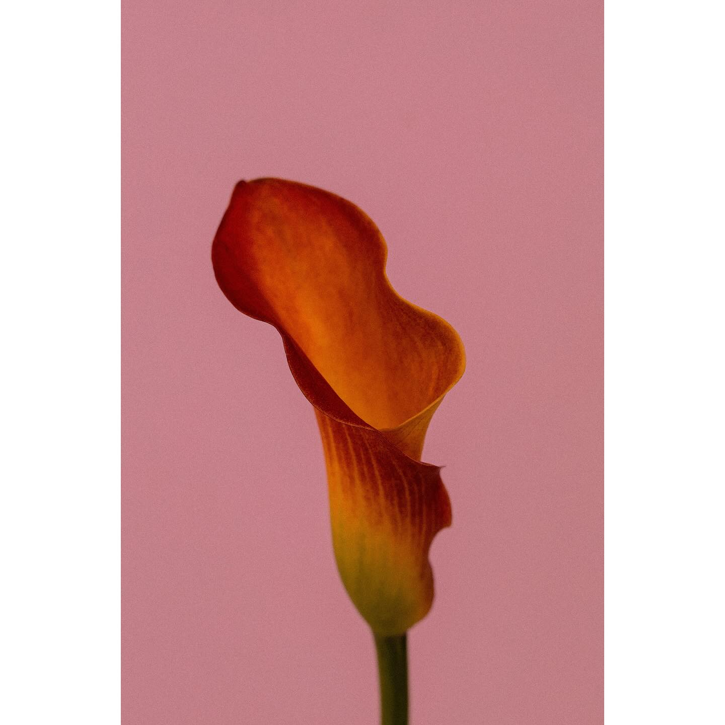 ❤️ Power of Now ❤️
Right now is all there is.
The past has passed.
The future isn’t here yet.
All we truly have is this moment — and how we meet it.
Drawing on Eckhart Tolle’s wisdom, when we spend time ruminating on the past or worrying about the future, we drain our energy and undermine our resilience.
Being present reconnects us with clarity, calm, and choice.
Here are 4 ways to anchor yourself in the now:
🧘♀️ Breathe – Bring attention to your inhale and exhale.
🌿 Use your senses – Notice 3 things you can see, hear, and feel.
✍️ Journal – Ask: What am I experiencing right now, and what do I need?
🚶♀️ Move mindfully – A slow walk without your phone does wonders.
The present moment is where resilience lives.
It’s where we find peace, perspective, and power.
Want support building more presence and calm into your life? Let’s work together through coaching. DM me to start a conversation.
#EckhartTolle #BeHereNow #PresentMoment #MindfulLiving #ResilienceCoaching #PositivePsychologyCoach #LetGoOfWorry #LiveInTheNow #GroundedLiving #SelfAwareness #CalmMind #EmotionalResilience #LifeCoachUK #InnerPeaceJourney #CoachingTools #CoachingForChange