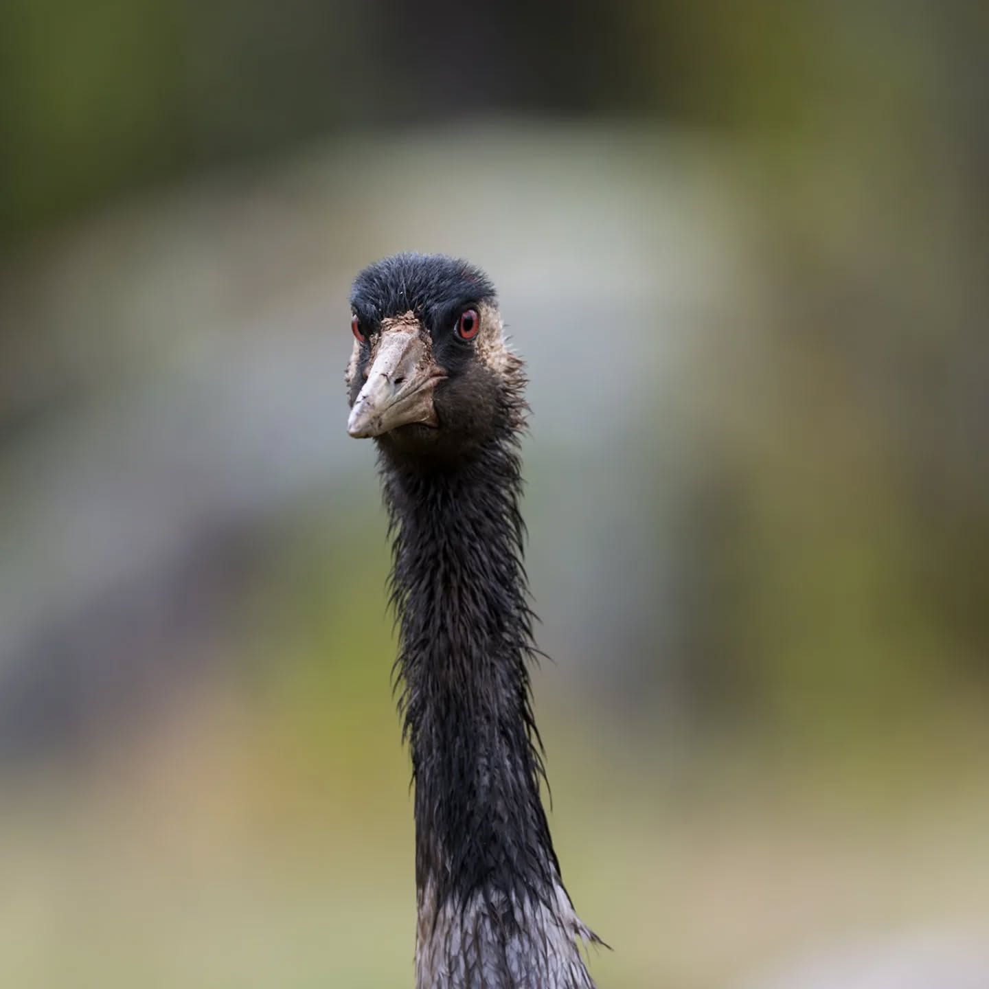 Talking to me?
#innature
#innaturephotos
#birdphotography
#crane
#trana
#talkingtome
#birdface