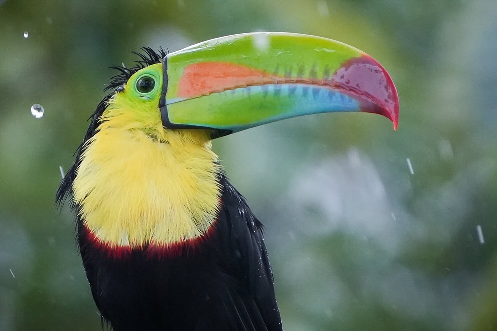 A magnificent Keel-Billed Toucan in a rain shower, taken during my current Rainforest Animals Of Panama photography tour.
May is breeding season, meaning that Panamaās birds are looking at their finest right now. A little rain and cloud cover bring out this toucanās colours.