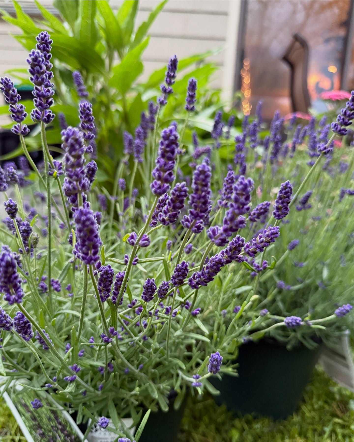 It is one rainy spring day if you ask me, but these beauties sure brighten up the mood for me! I can’t wait to get these babies in the ground for the tea garden. ♥️ special thanks to @gardenfactoryny for stocking me up this year on fabulous and healthy herbs and florals!!
Fun fact: I now have 4 different types of lavender 😍🌱 I cannot wait to make a specialty lavender tea line with them this summer. ♥️