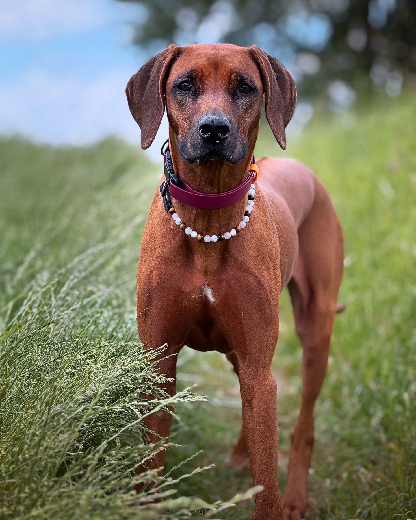 Just Ivy ♥️🐾🐶
.
.
#ridgeback #rhodesianridgeback #ridgebackgirl #prettydog #🐾 #🐶