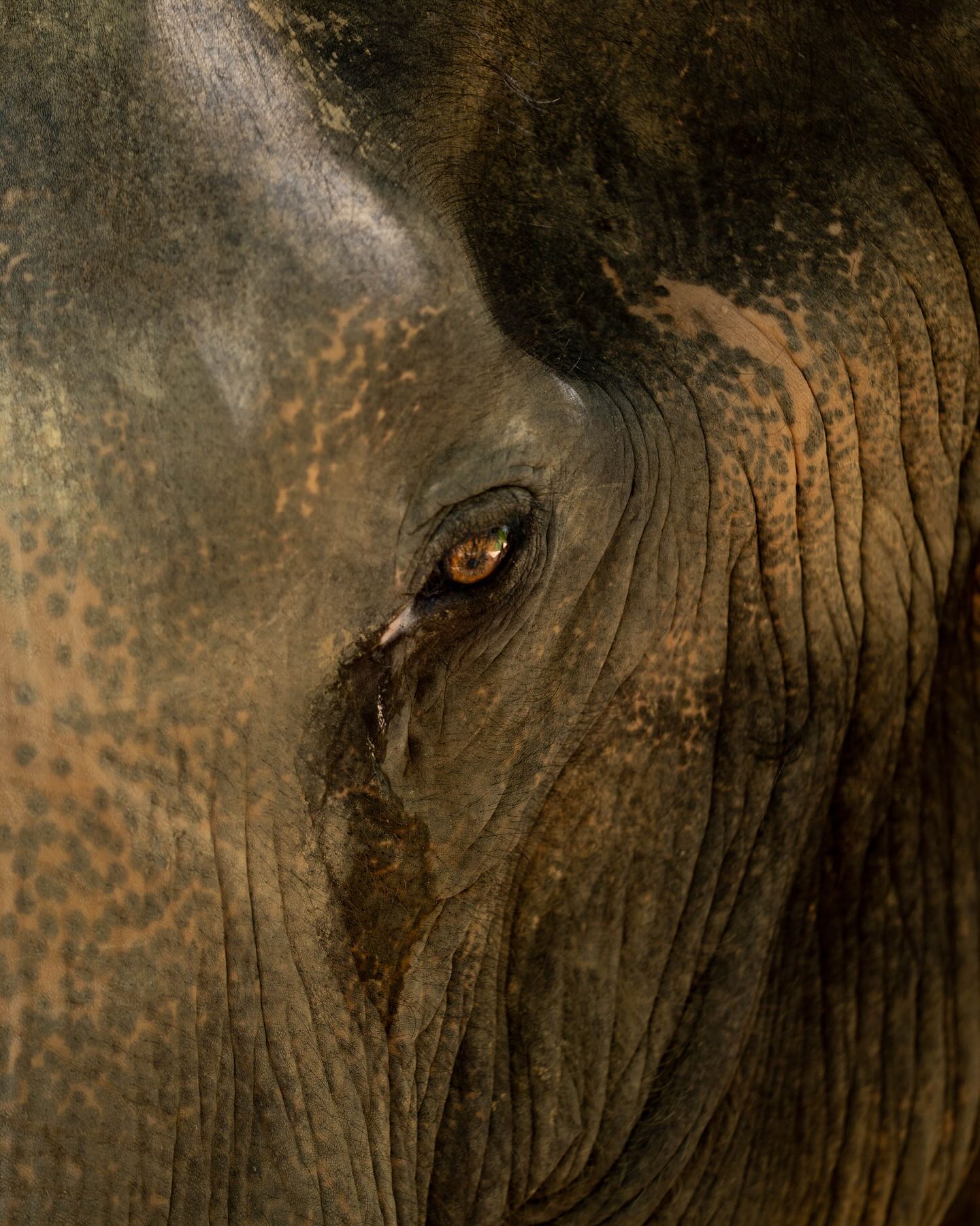 Elephant abstracts.
A few favourites from the @phuketelephantsanctuary
Shot on assignment for @flashpack